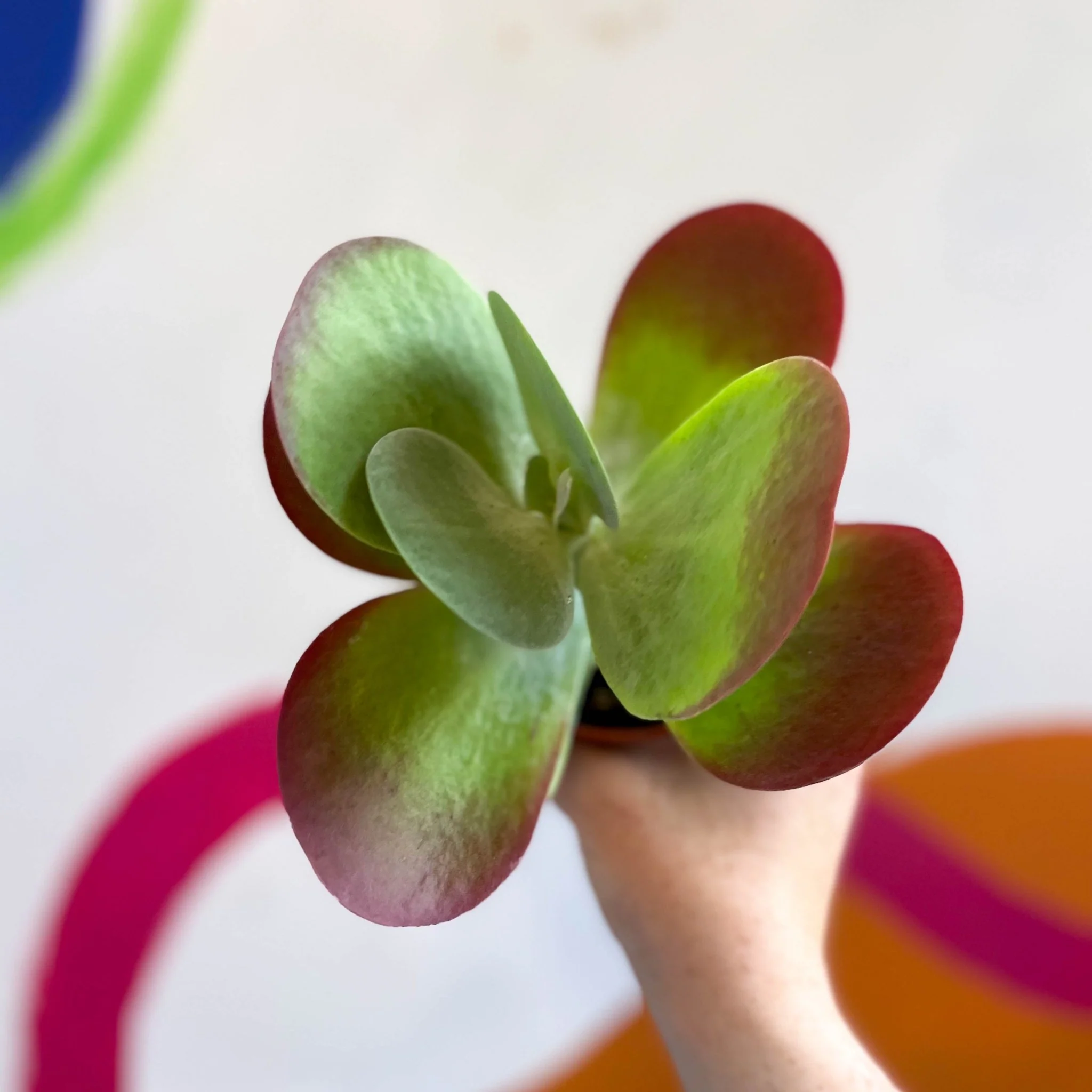 Kalanchoe thyrsiflora - Desert Rose - Image 14