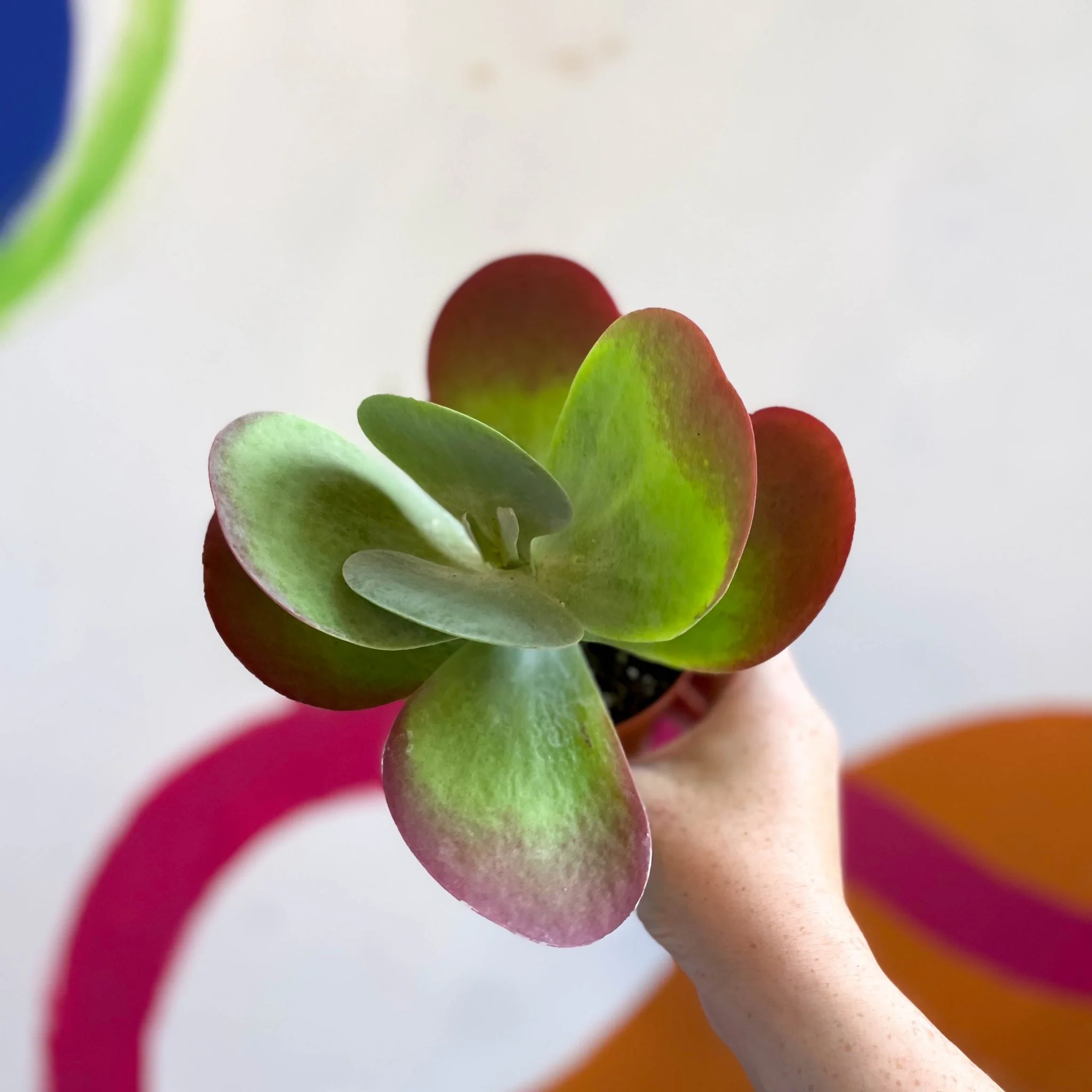 Kalanchoe thyrsiflora - Desert Rose - Image 15