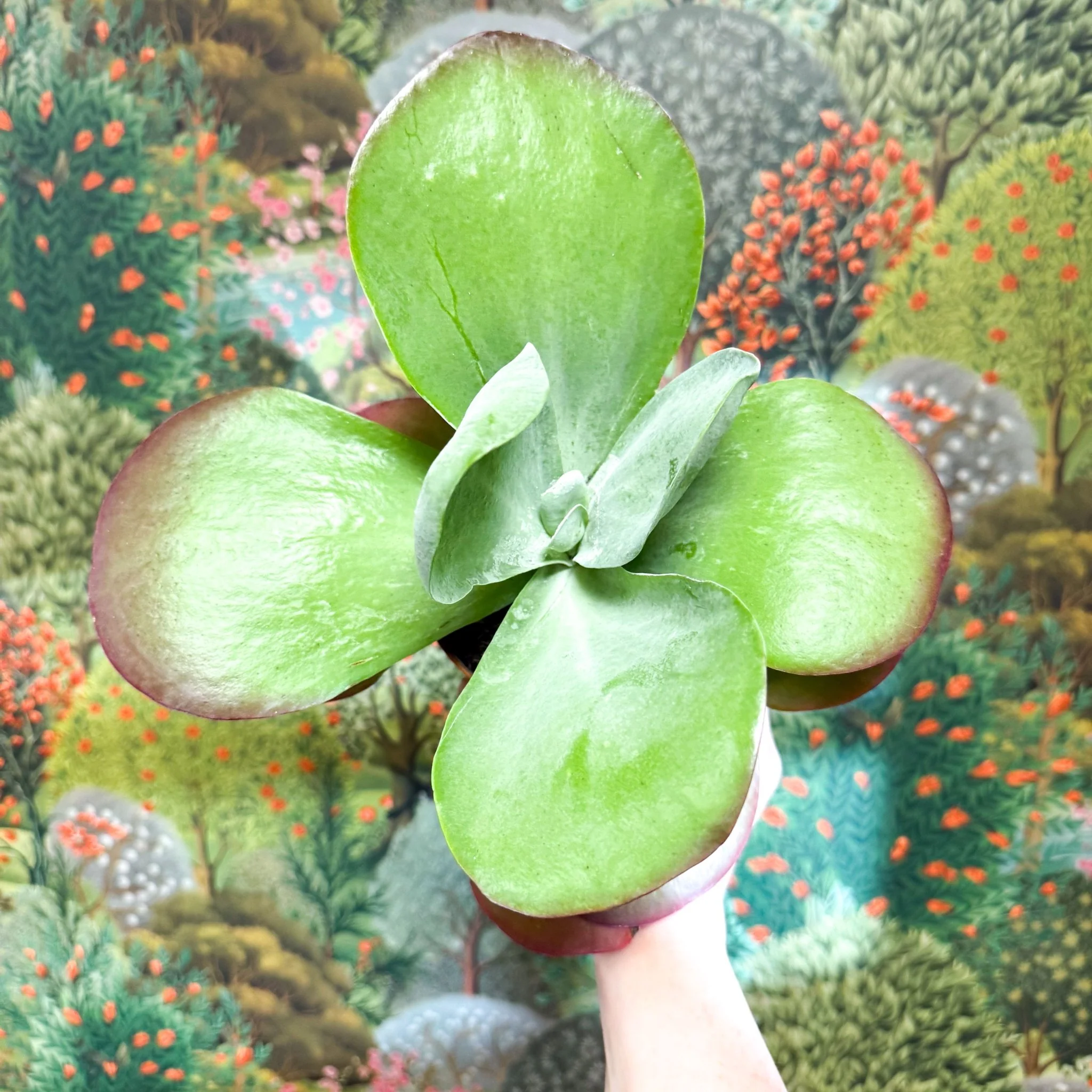 Kalanchoe thyrsiflora - Desert Rose - Image 16