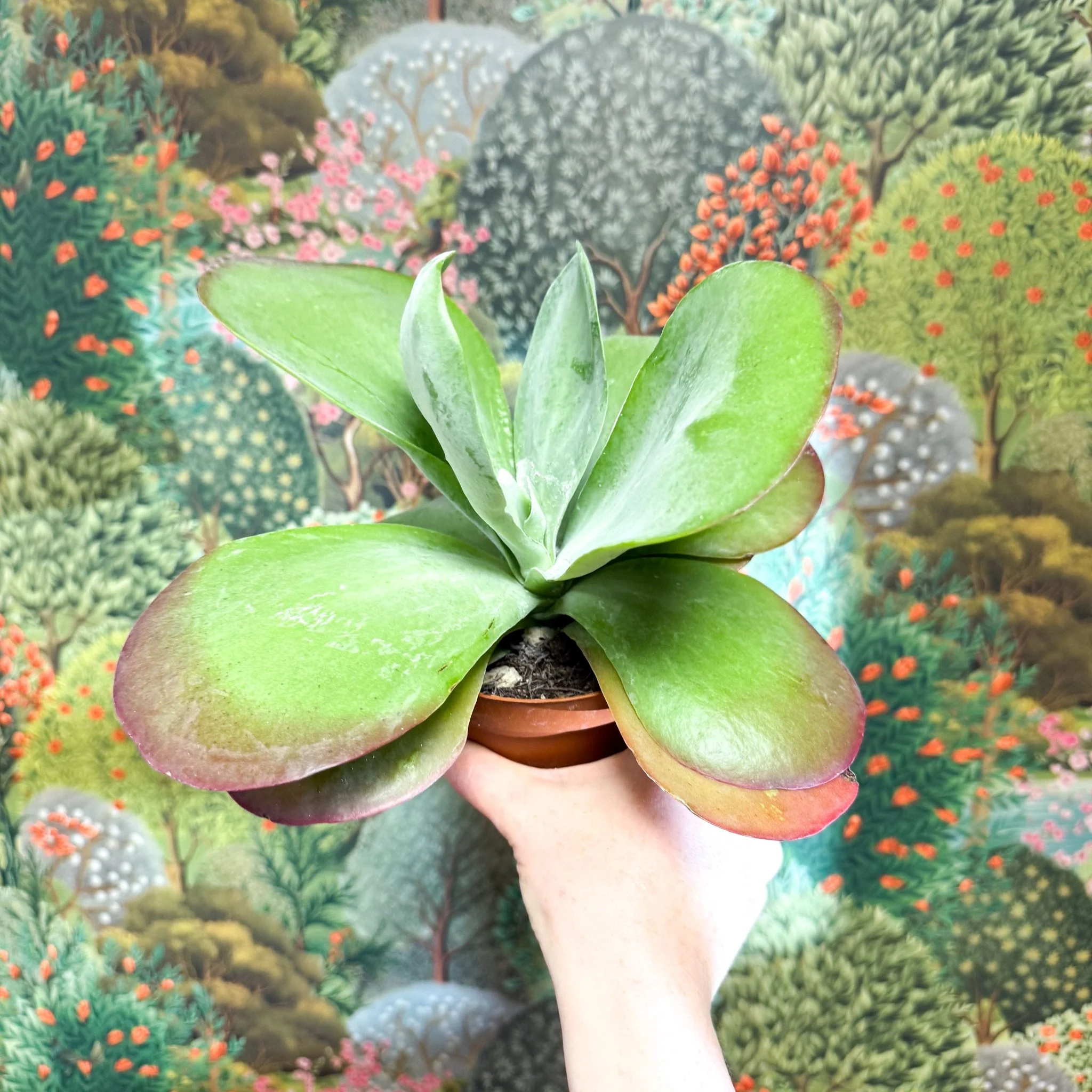 Kalanchoe thyrsiflora - Desert Rose - Image 17