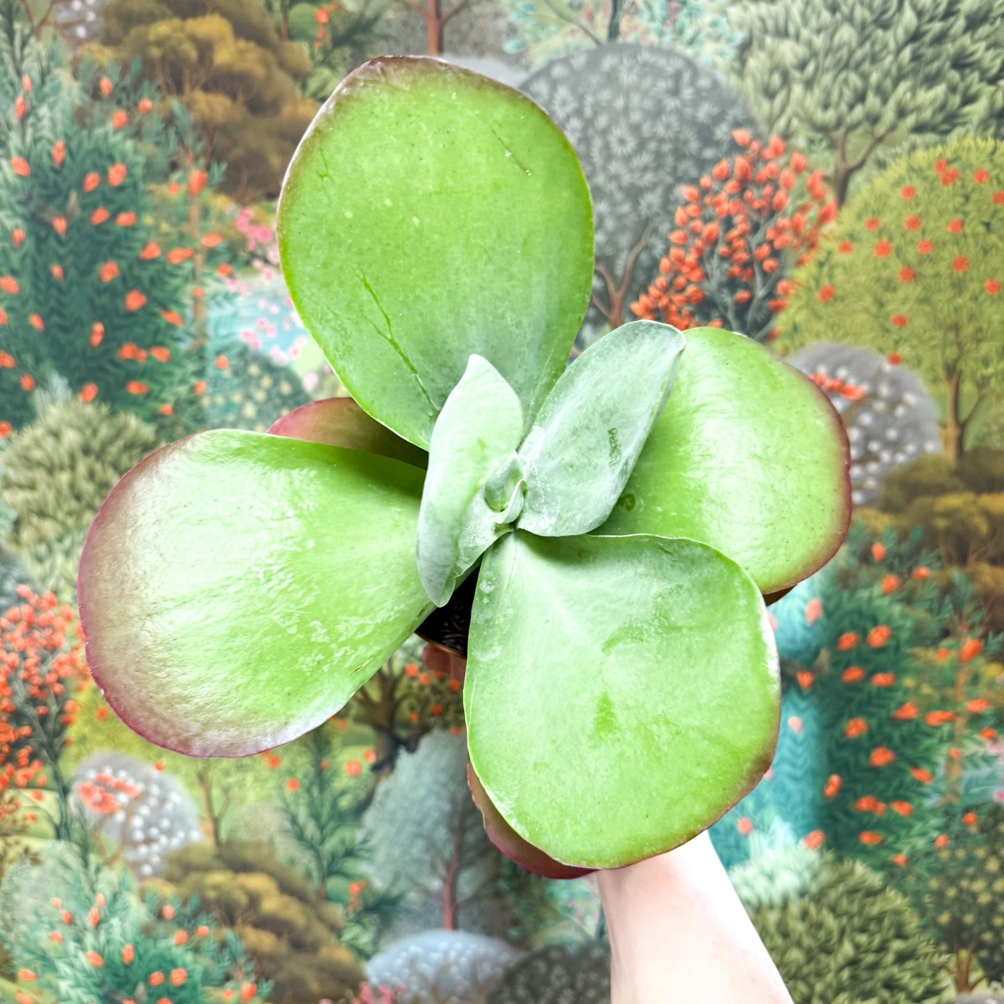 Kalanchoe thyrsiflora - Desert Rose - Image 18