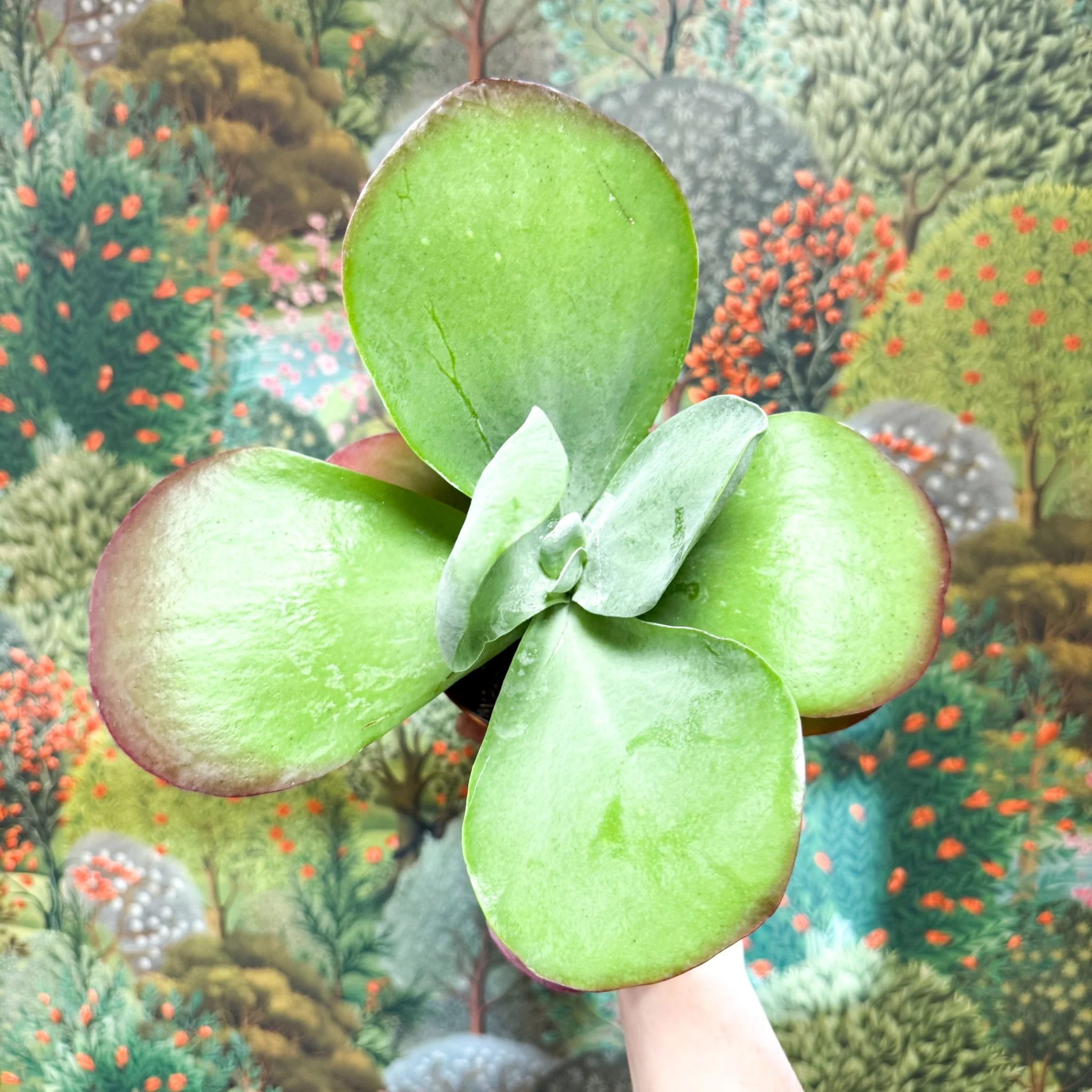 Kalanchoe thyrsiflora - Desert Rose - Image 19