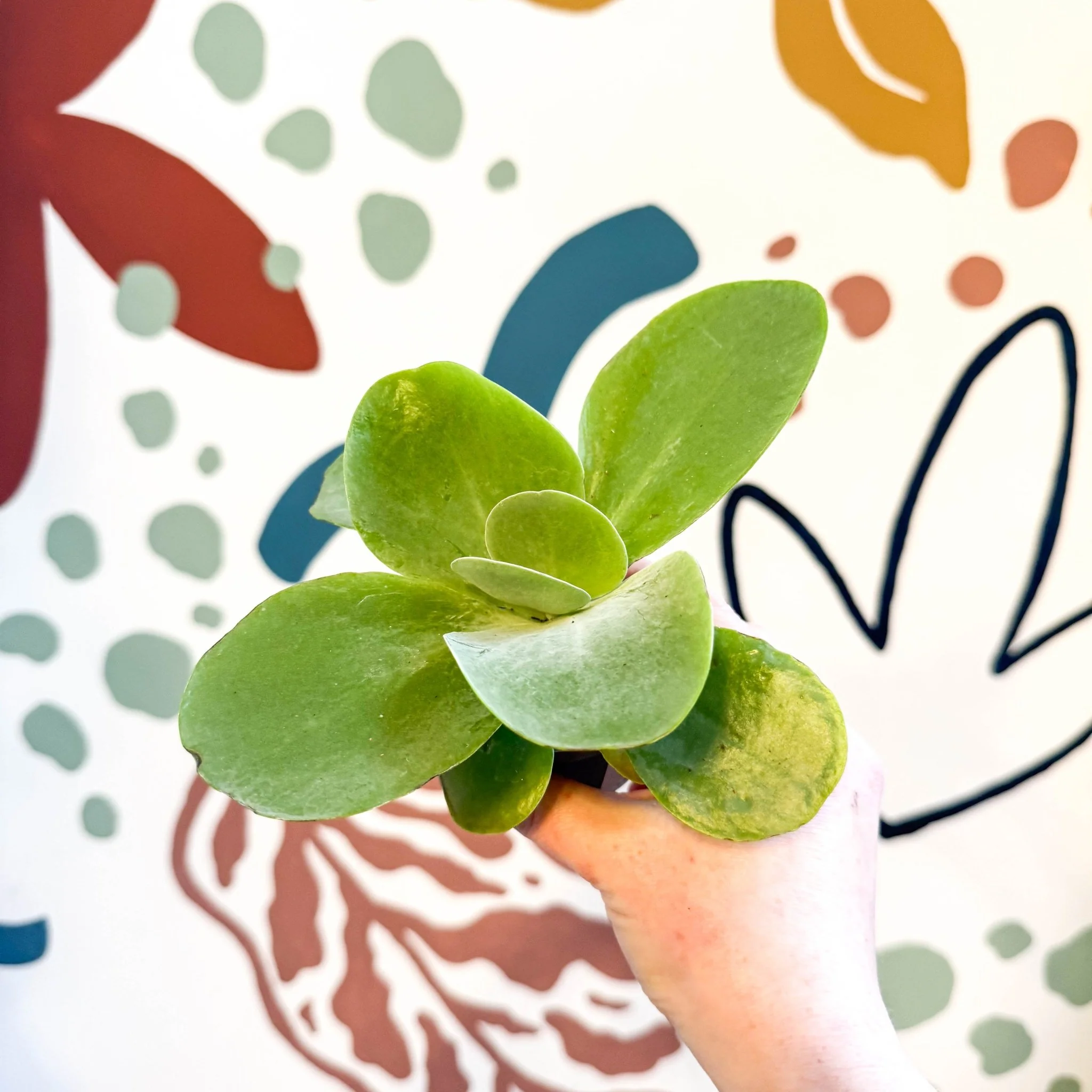 Kalanchoe thyrsiflora - Desert Rose - Image 2