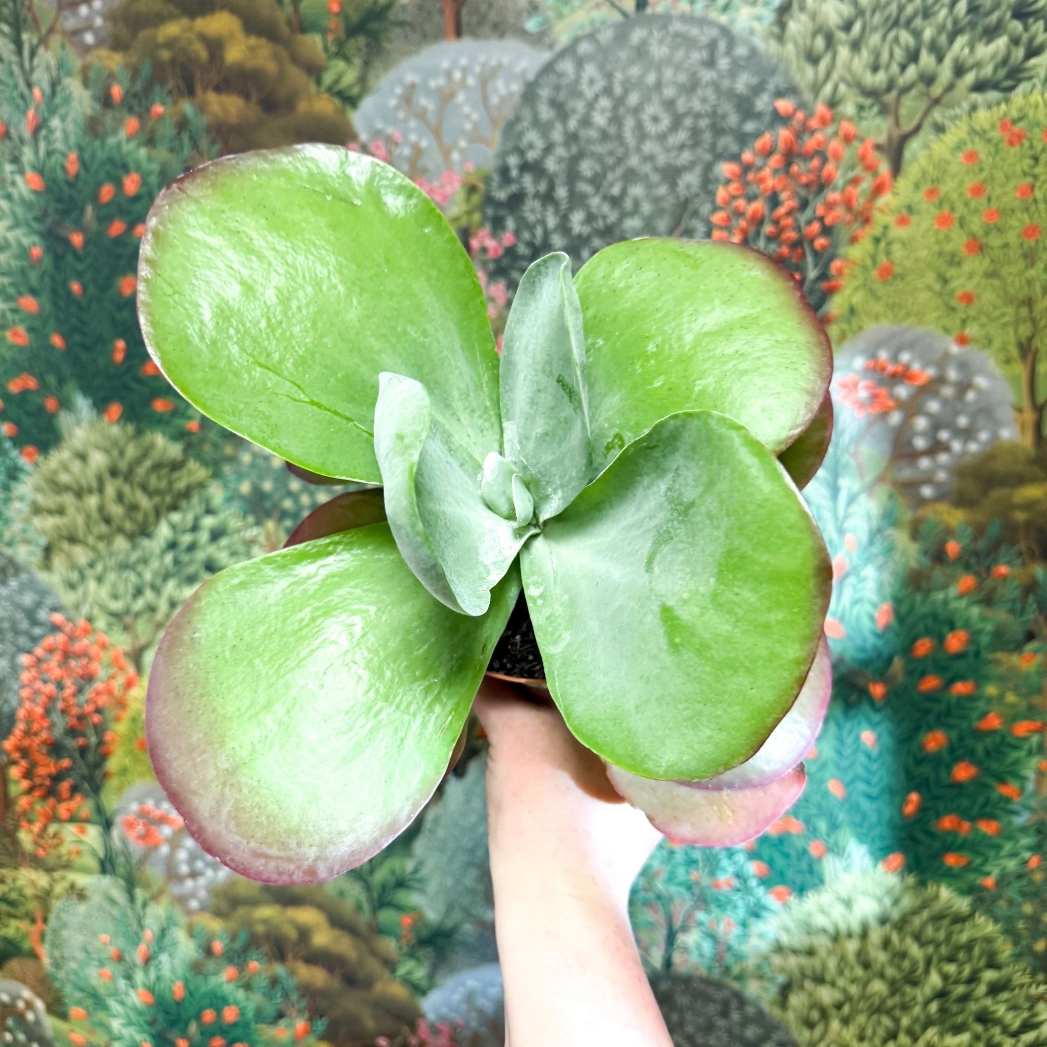 Kalanchoe thyrsiflora - Desert Rose - Image 20