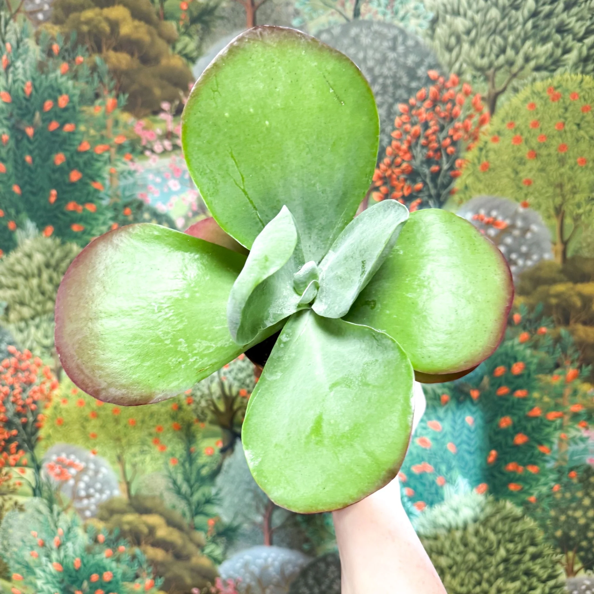 Kalanchoe thyrsiflora - Desert Rose - Image 21