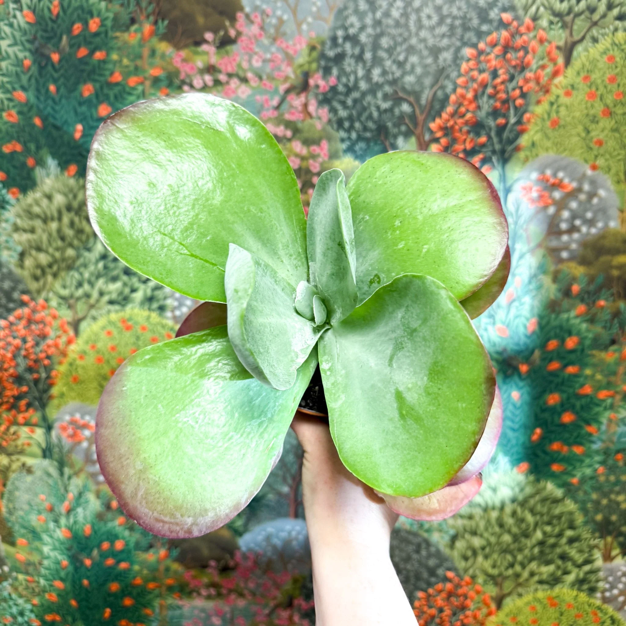 Kalanchoe thyrsiflora - Desert Rose - Image 22