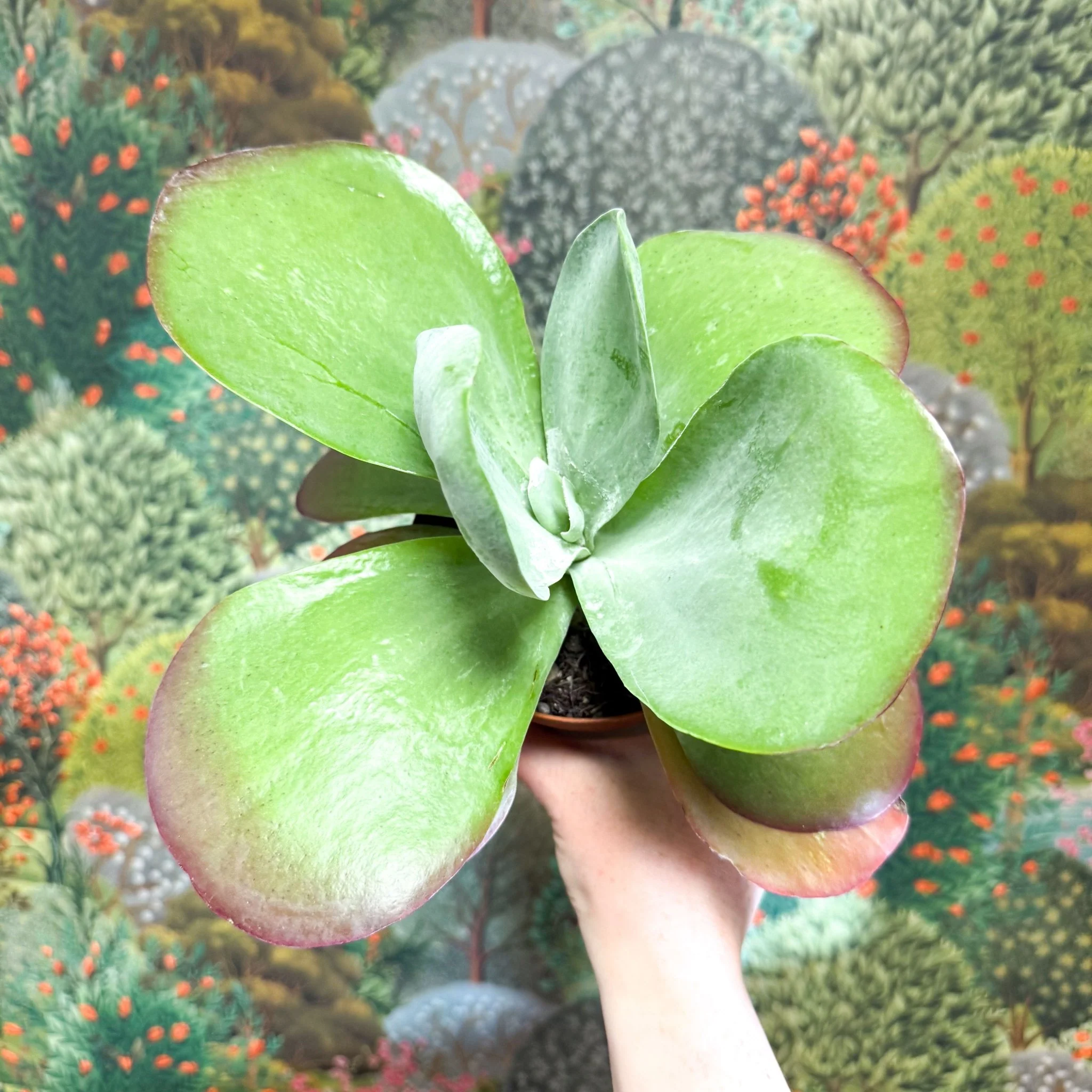 Kalanchoe thyrsiflora - Desert Rose - Image 23