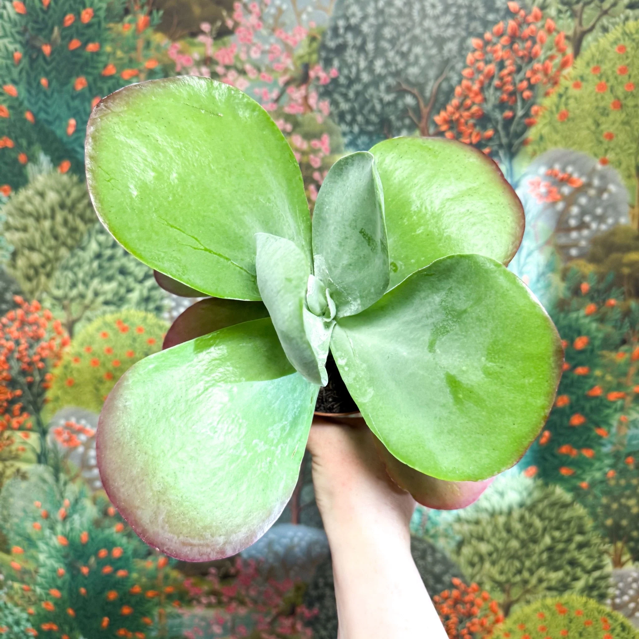 Kalanchoe thyrsiflora - Desert Rose - Image 24