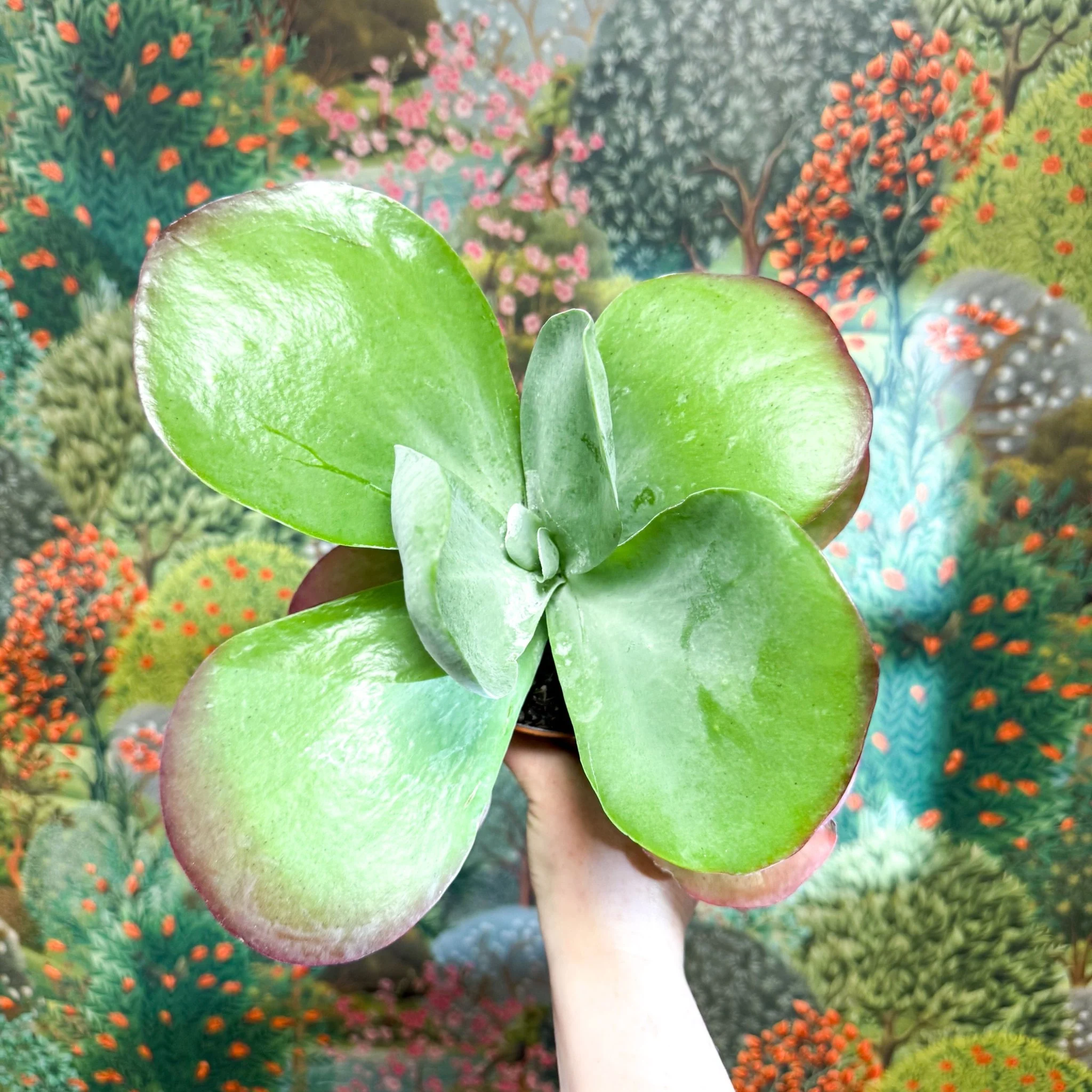 Kalanchoe thyrsiflora - Desert Rose - Image 25
