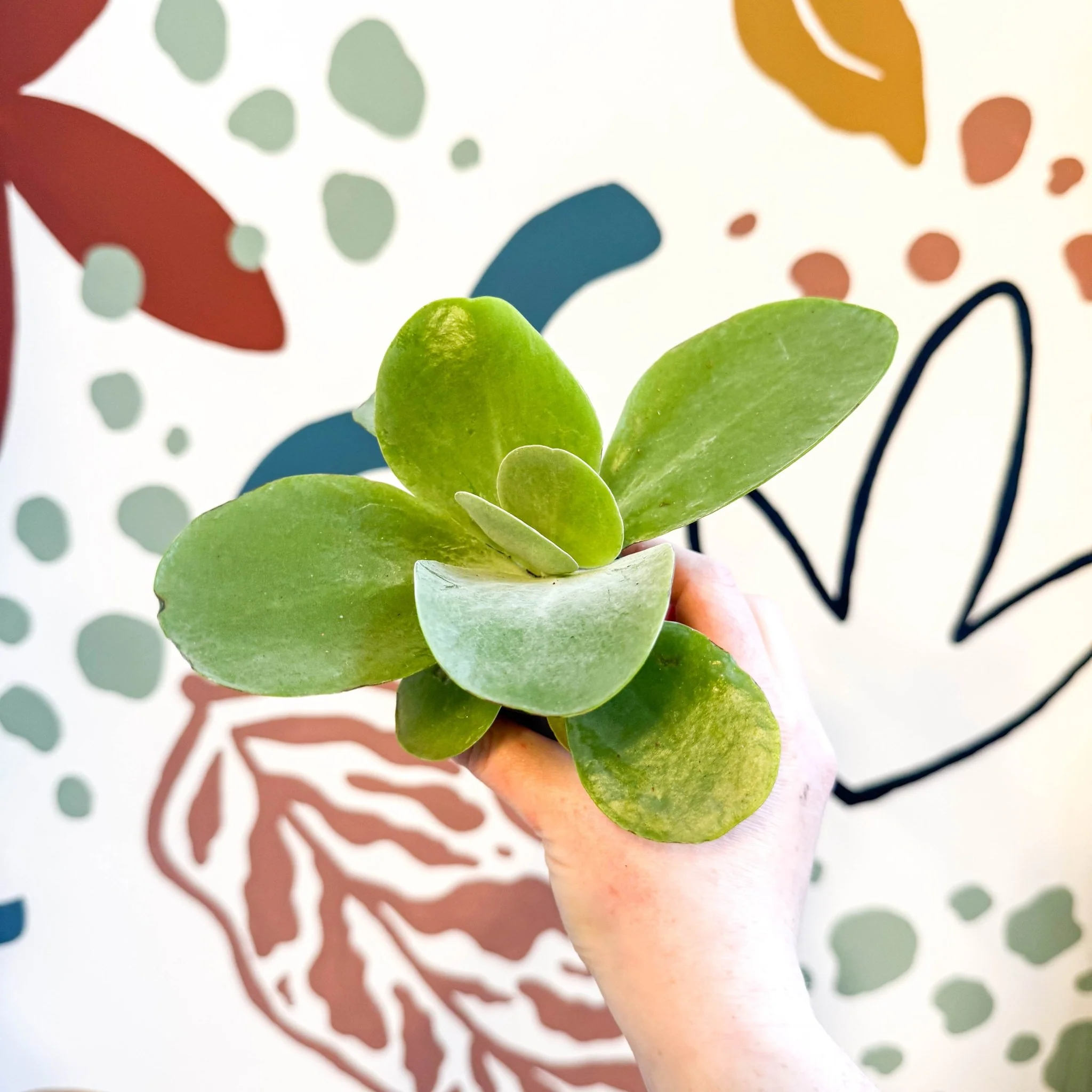 Kalanchoe thyrsiflora - Desert Rose - Image 6