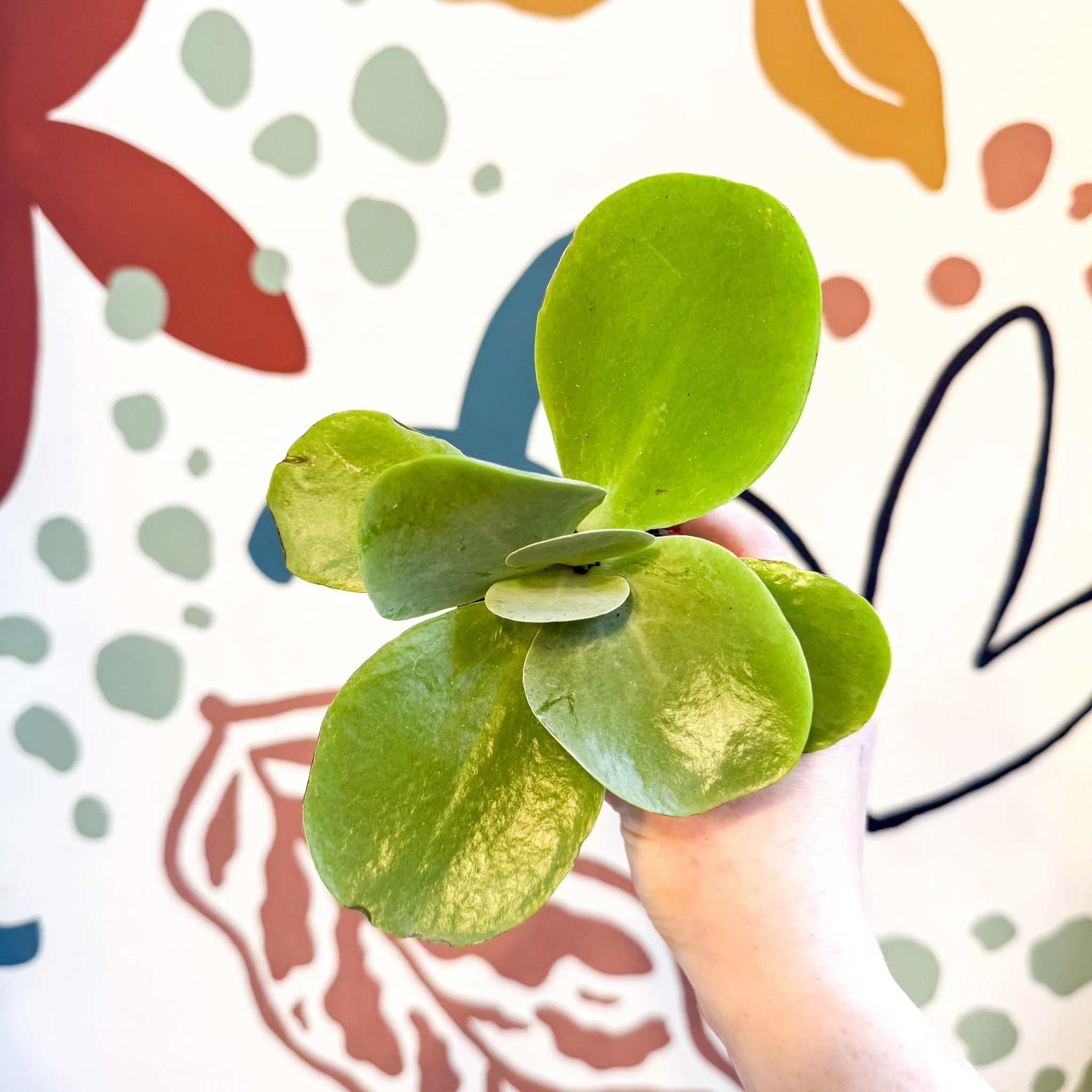 Kalanchoe thyrsiflora - Desert Rose - Image 7