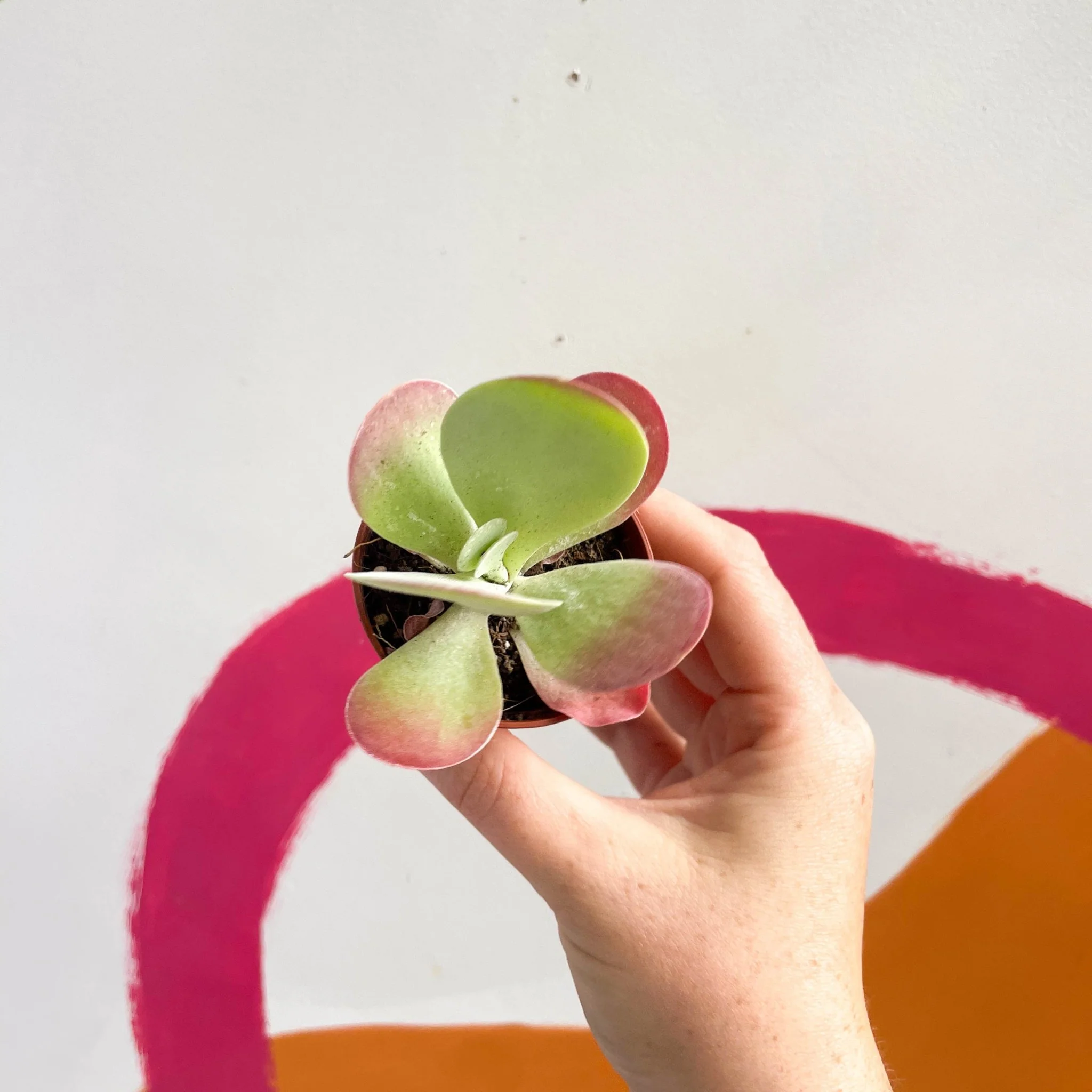 Kalanchoe thyrsiflora - Desert Rose - Image 8
