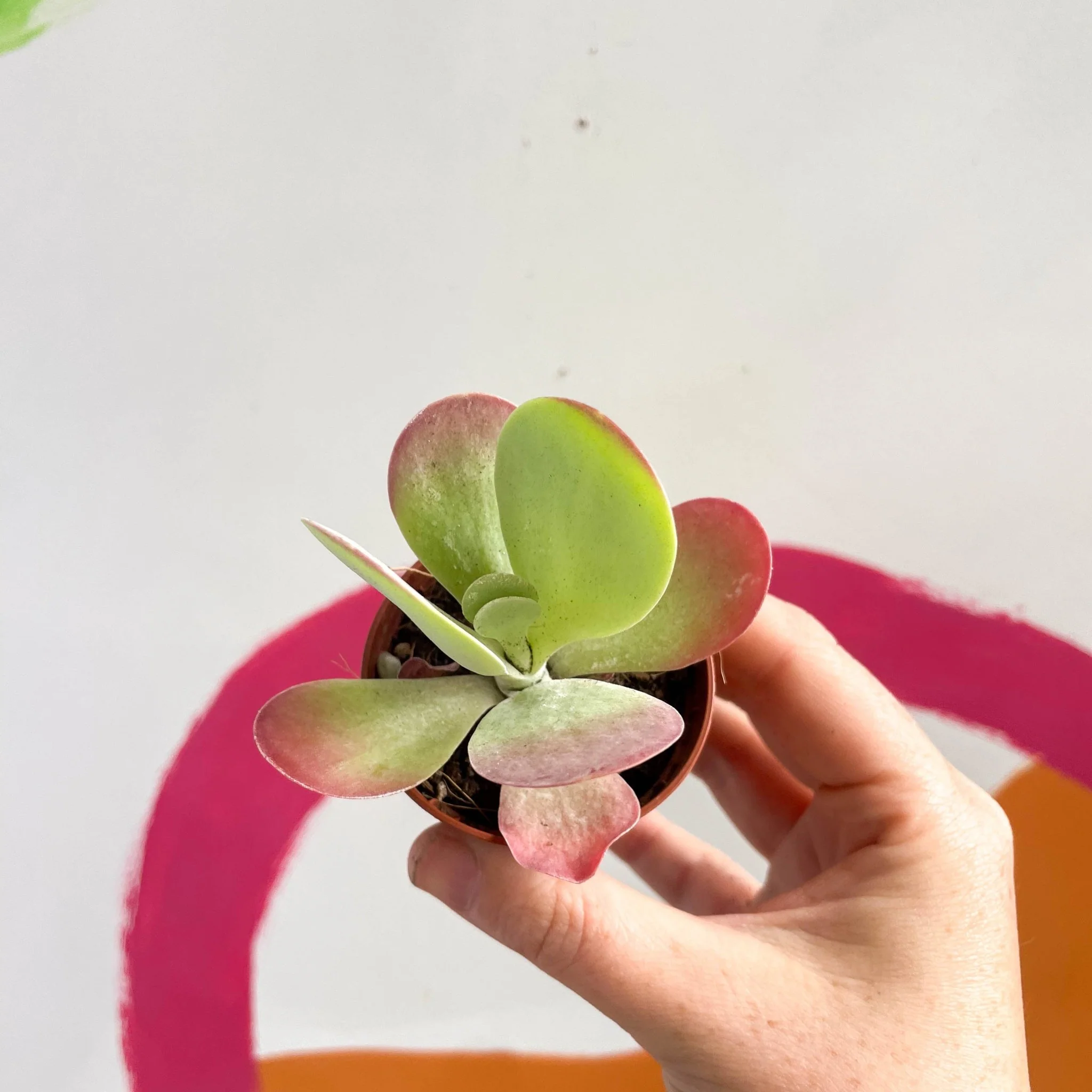 Kalanchoe thyrsiflora - Desert Rose - Image 9