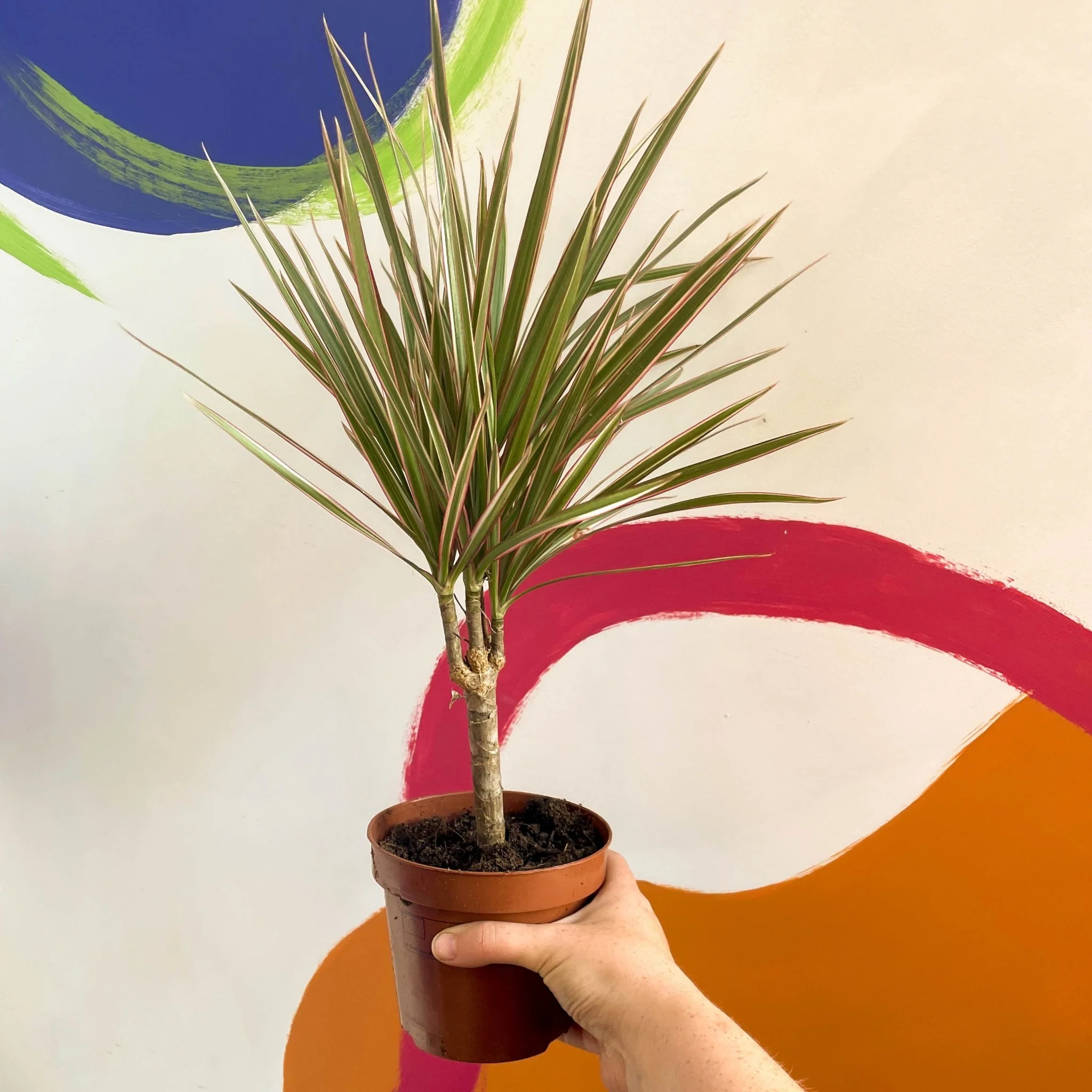 Dracaena marginata 'Bicolor' - Dragon Tree - Image 10