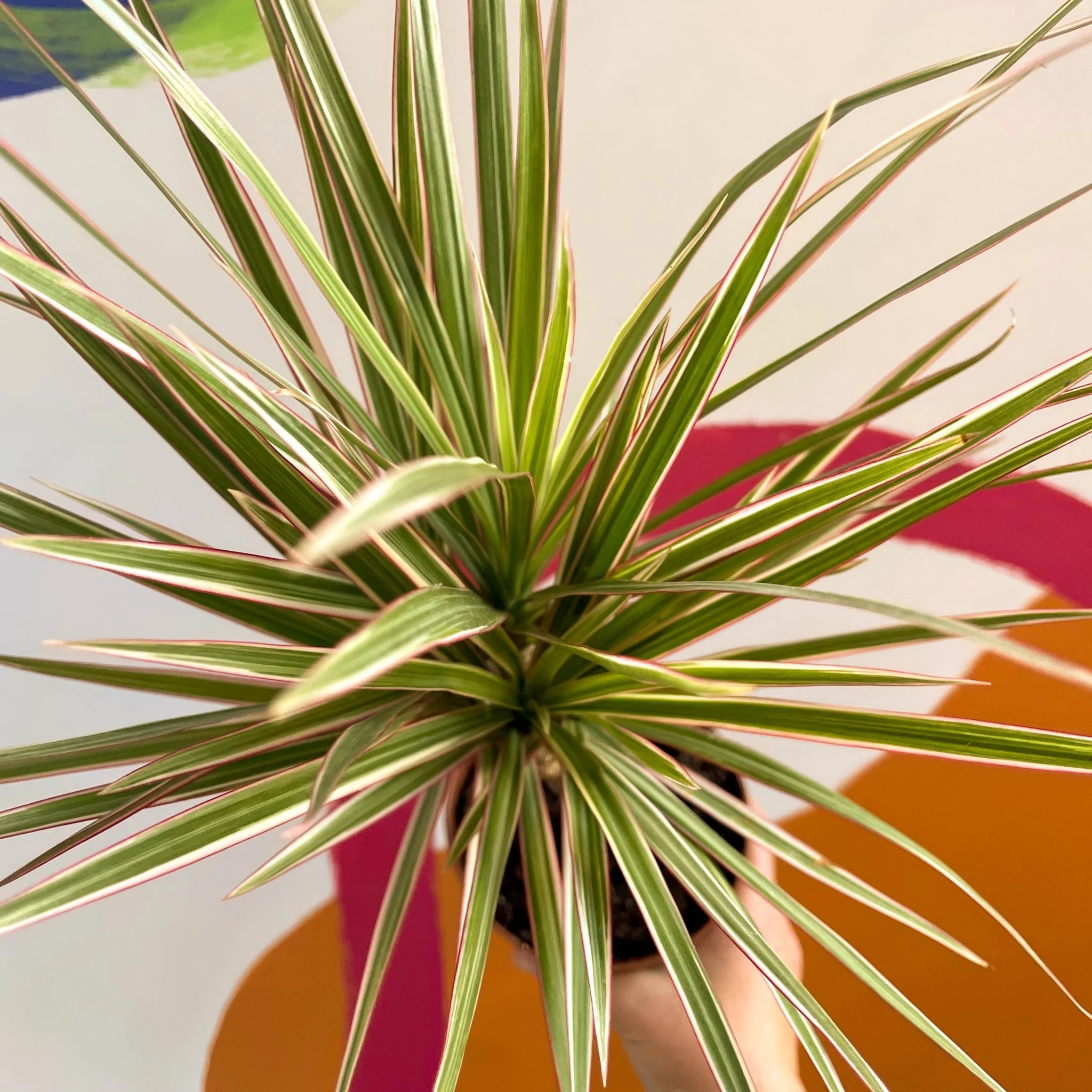 Dracaena marginata 'Bicolor' - Dragon Tree - Image 11