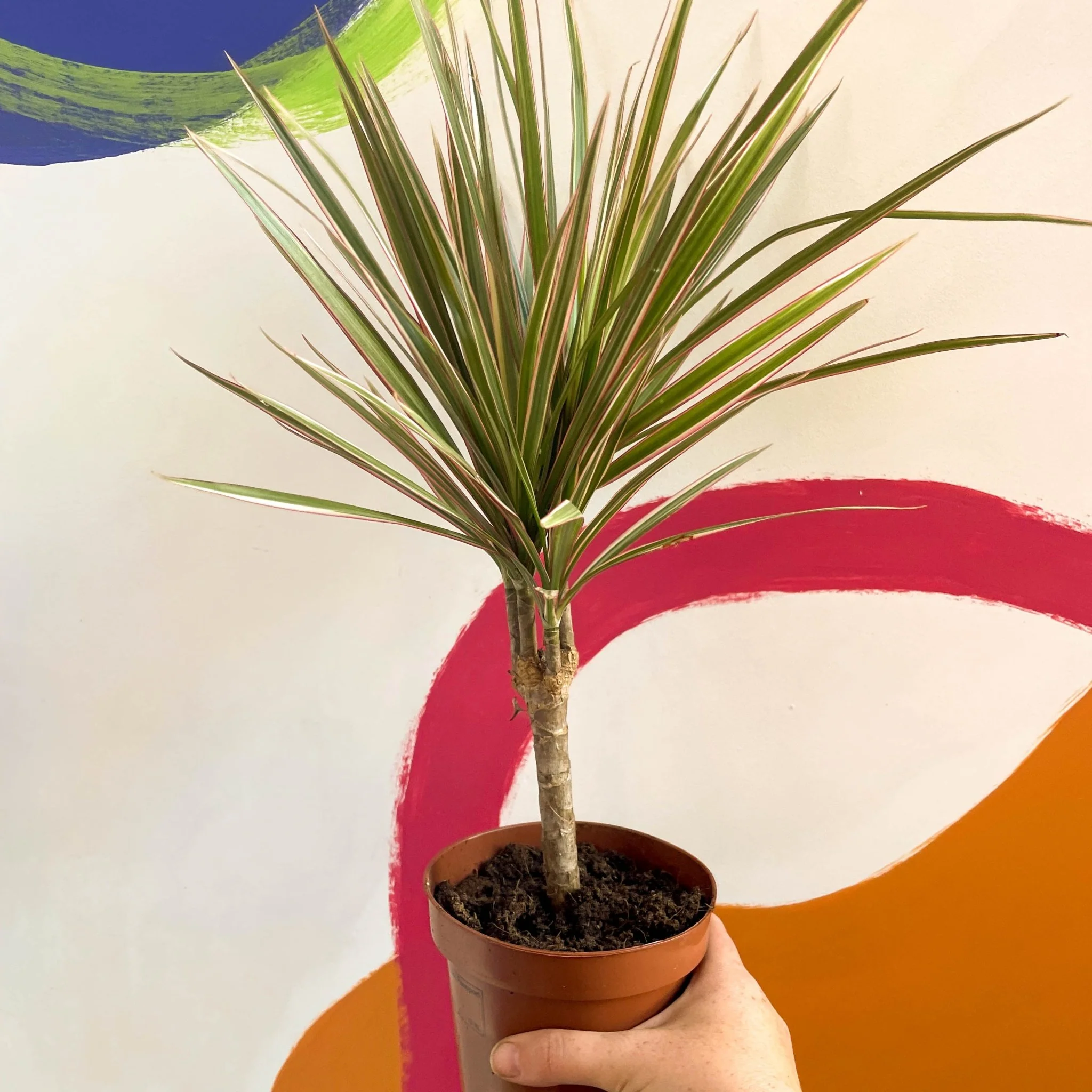 Dracaena marginata 'Bicolor' - Dragon Tree - Image 12