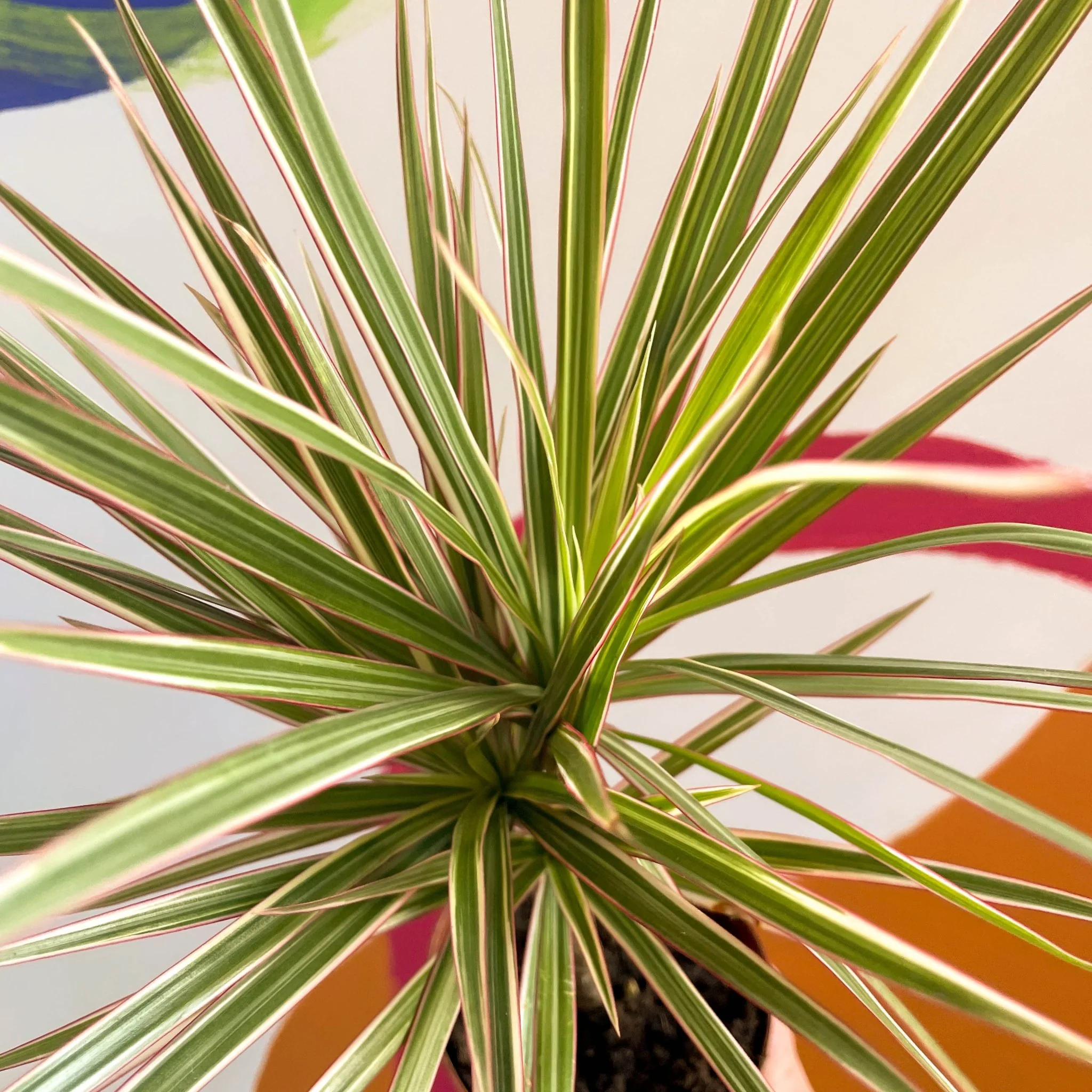 Dracaena marginata 'Bicolor' - Dragon Tree - Image 13