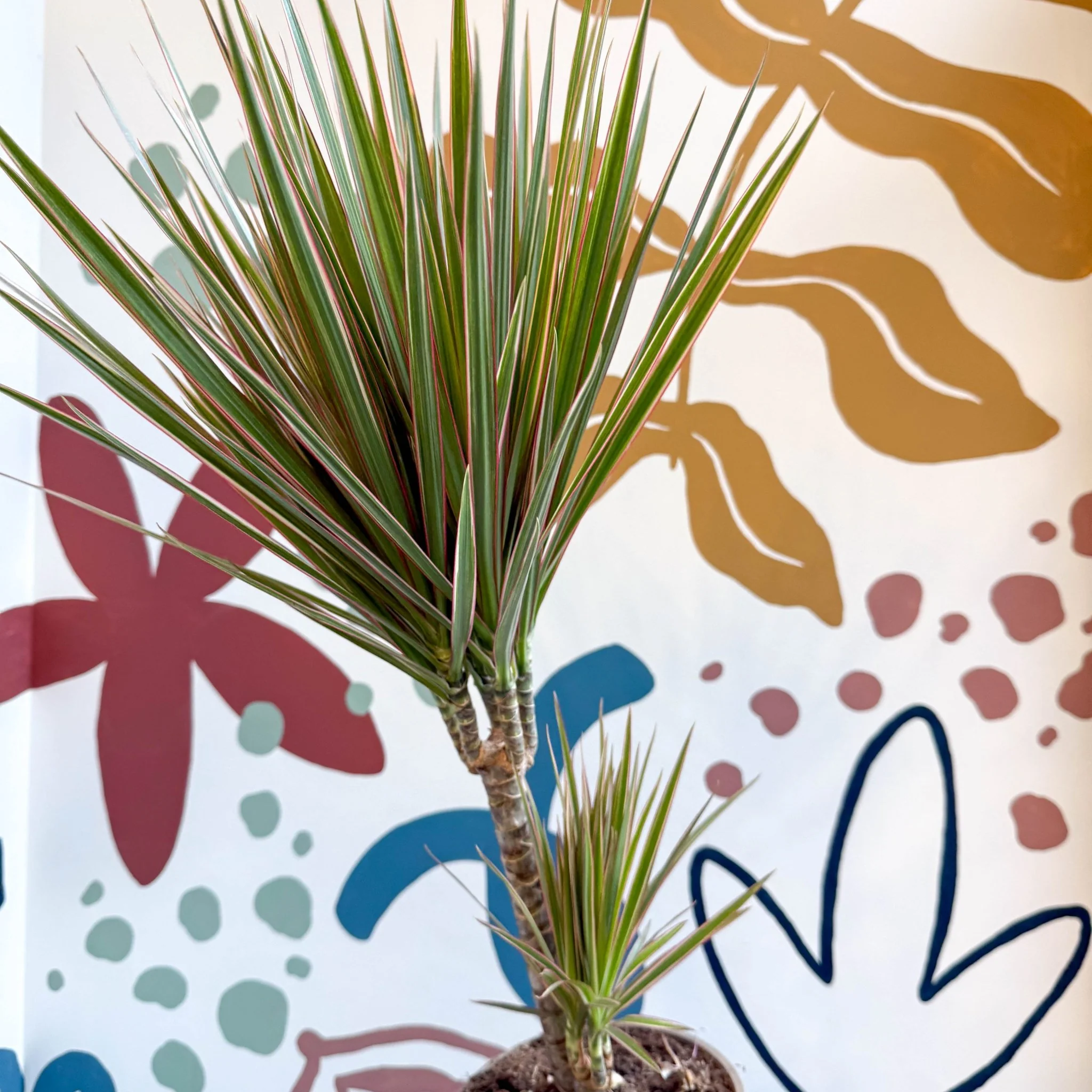 Dracaena marginata 'Bicolor' - Dragon Tree - Image 14