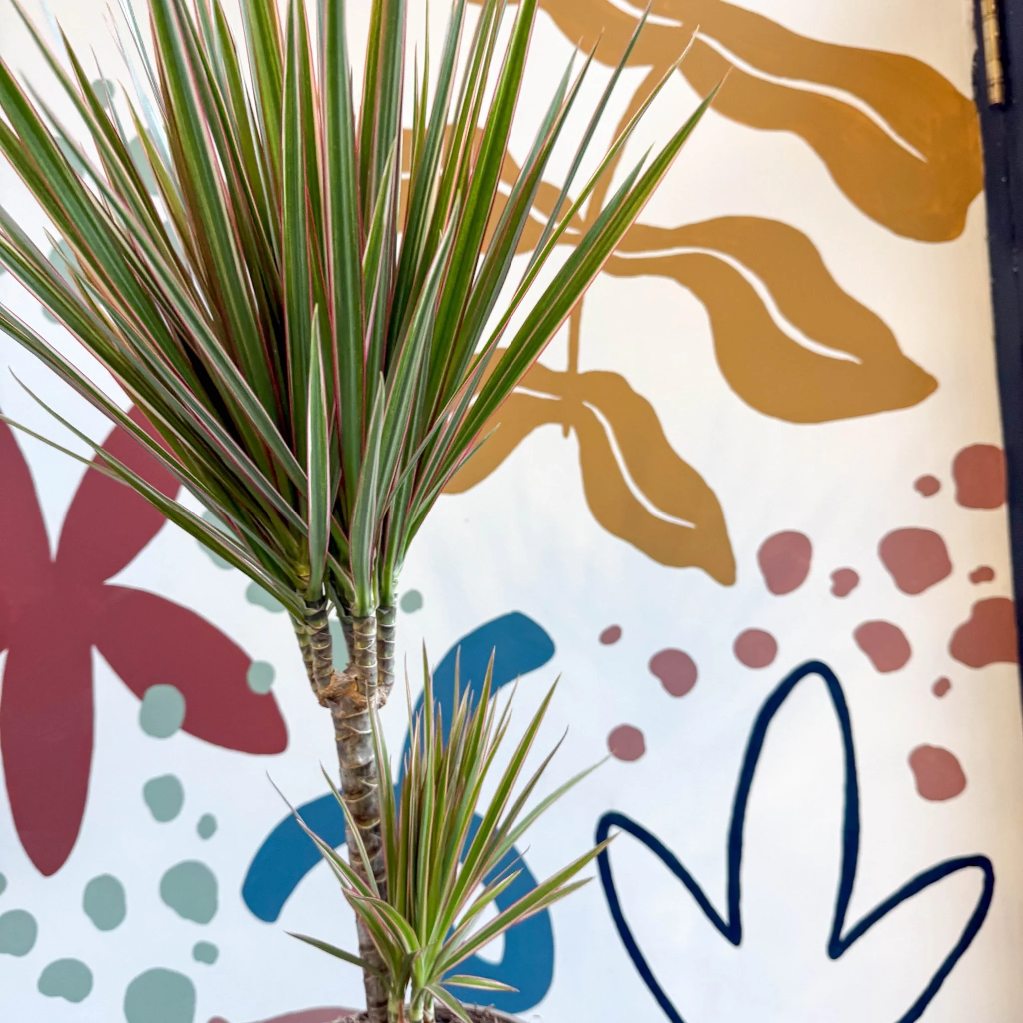 Dracaena marginata 'Bicolor' - Dragon Tree - Image 15