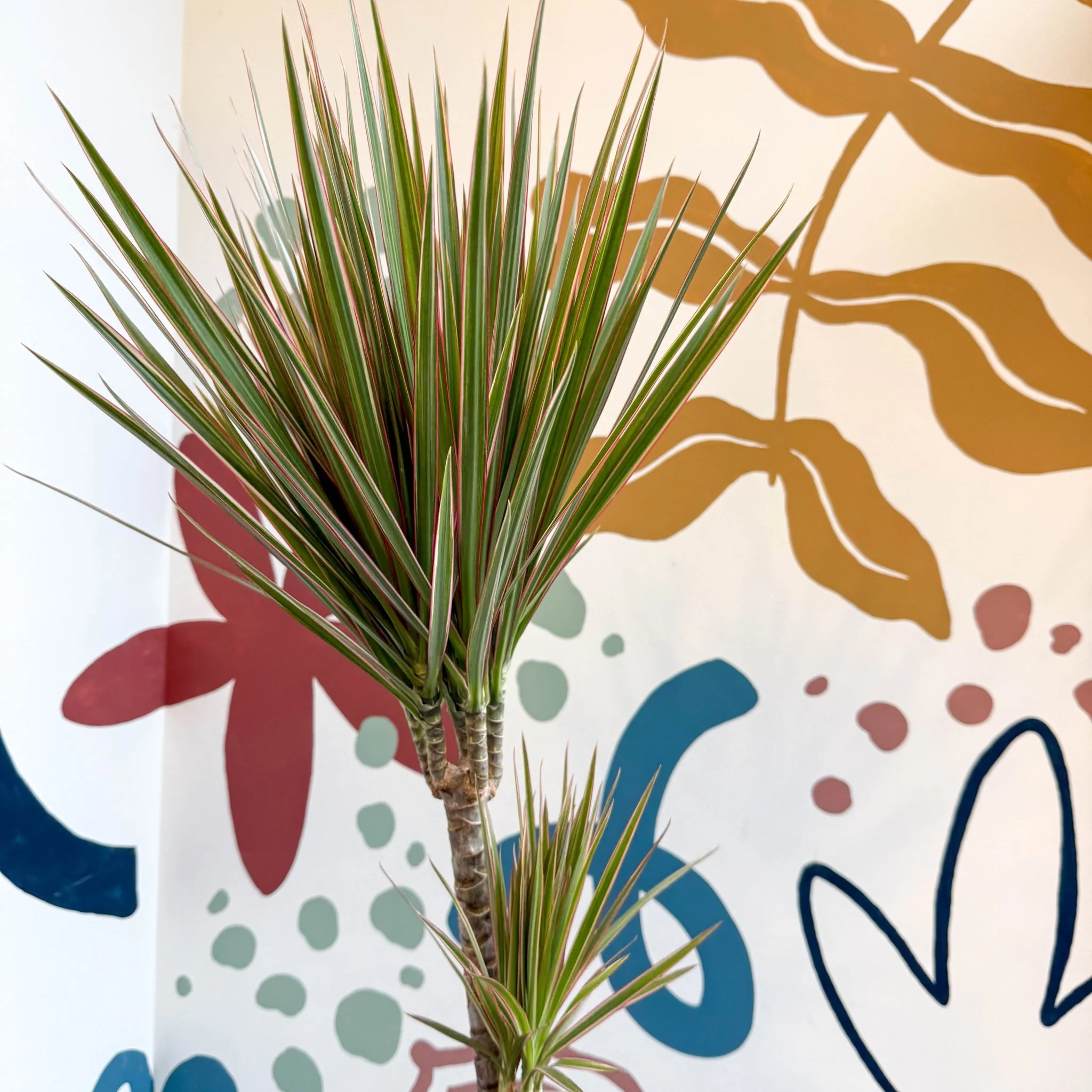Dracaena marginata 'Bicolor' - Dragon Tree - Image 16