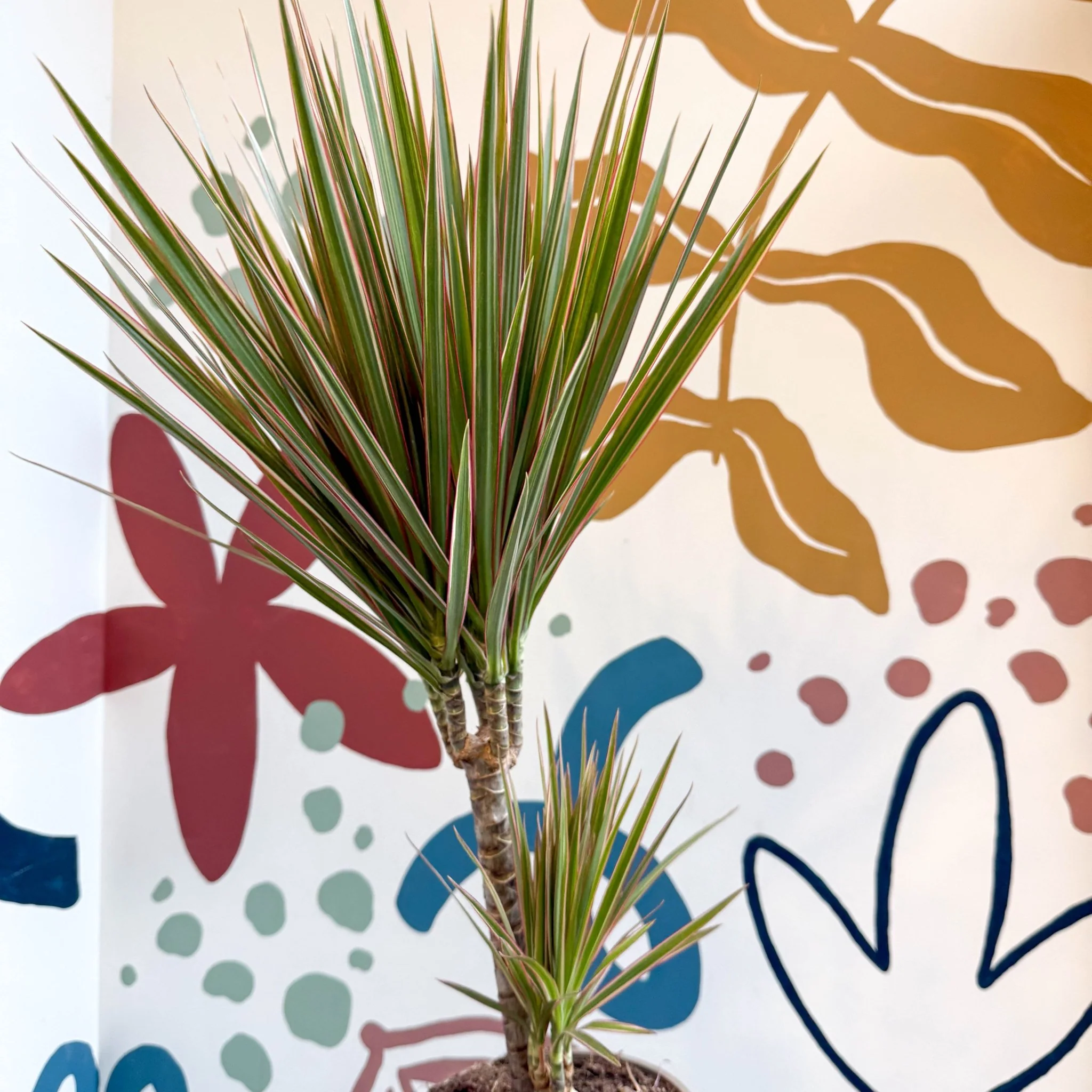 Dracaena marginata 'Bicolor' - Dragon Tree - Image 17