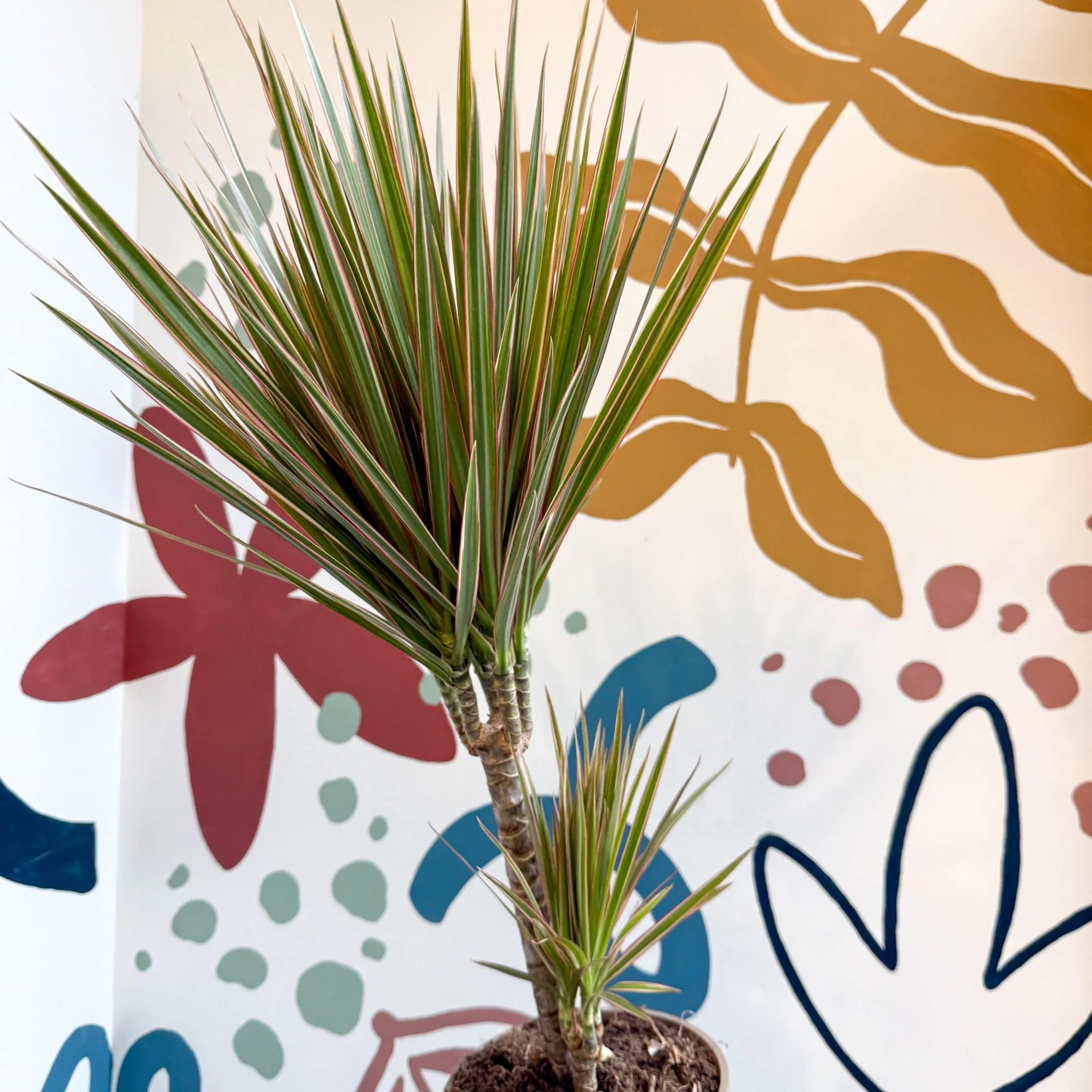 Dracaena marginata 'Bicolor' - Dragon Tree - Image 18