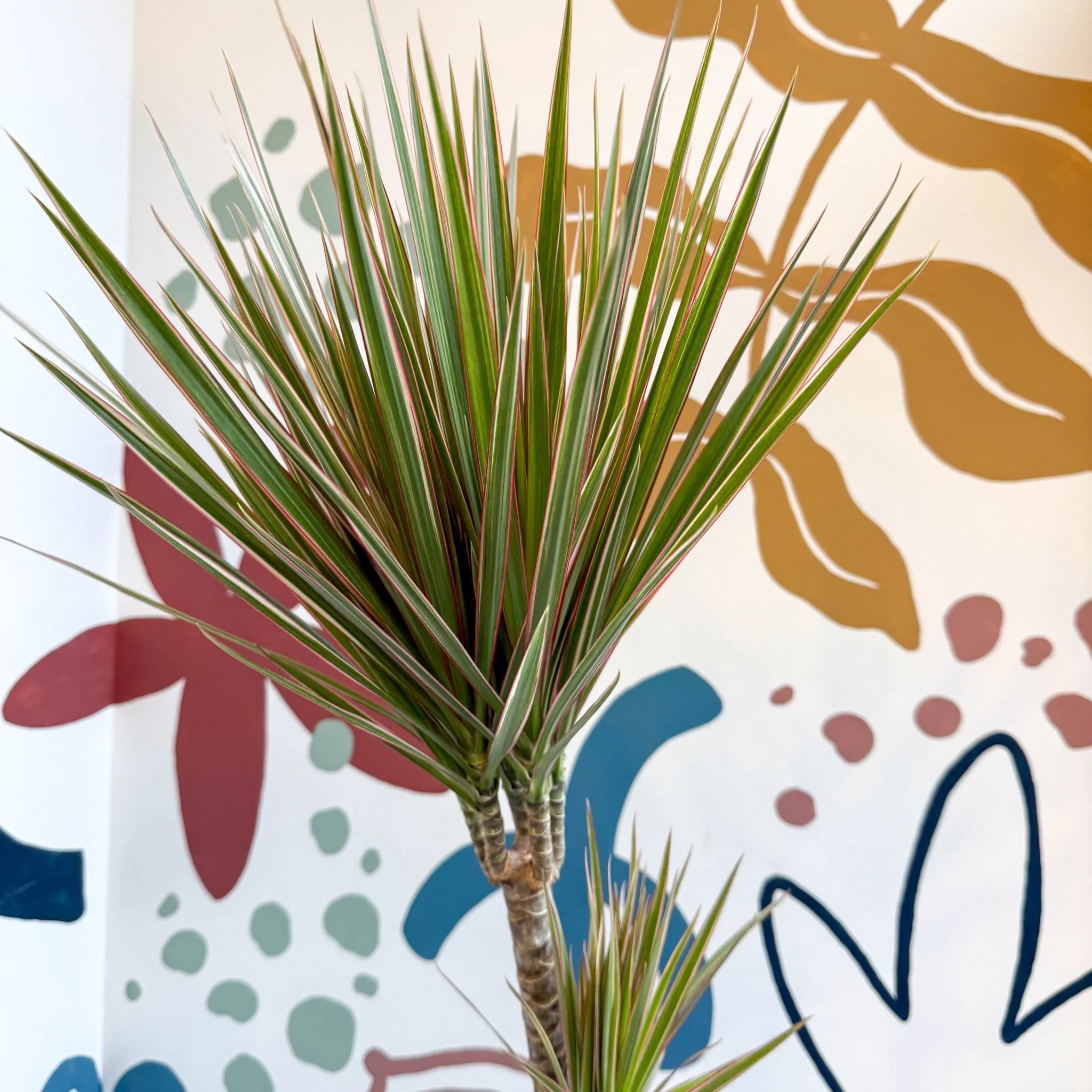 Dracaena marginata 'Bicolor' - Dragon Tree - Image 19