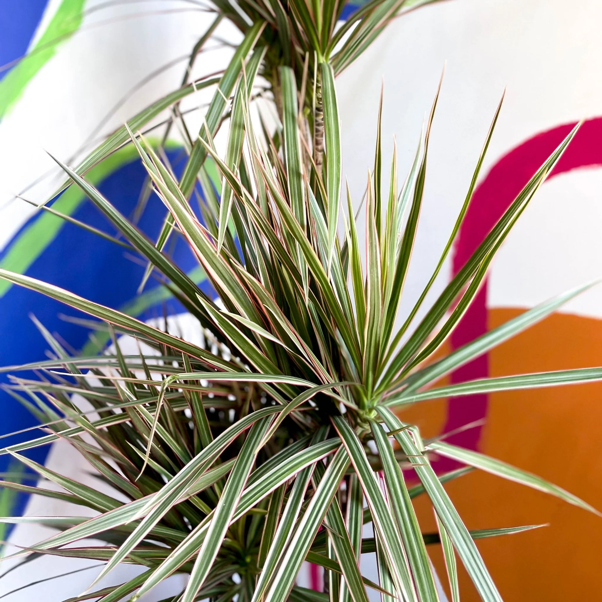 Dracaena marginata 'Bicolor' - Dragon Tree - Image 2