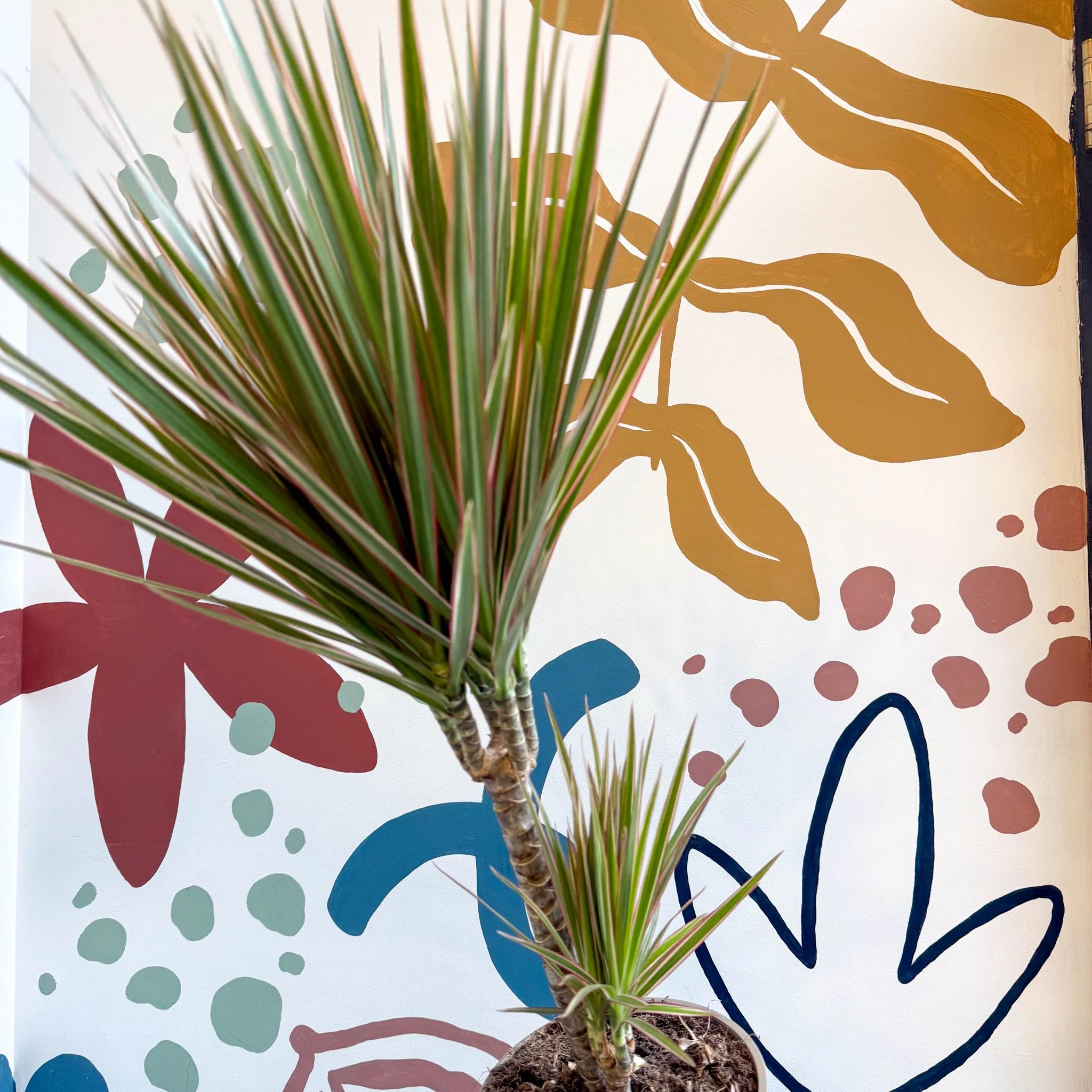 Dracaena marginata 'Bicolor' - Dragon Tree - Image 20