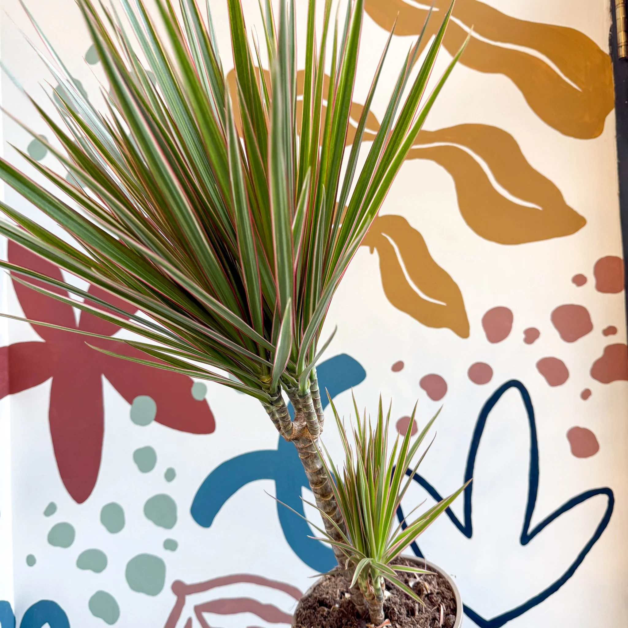 Dracaena marginata 'Bicolor' - Dragon Tree - Image 21