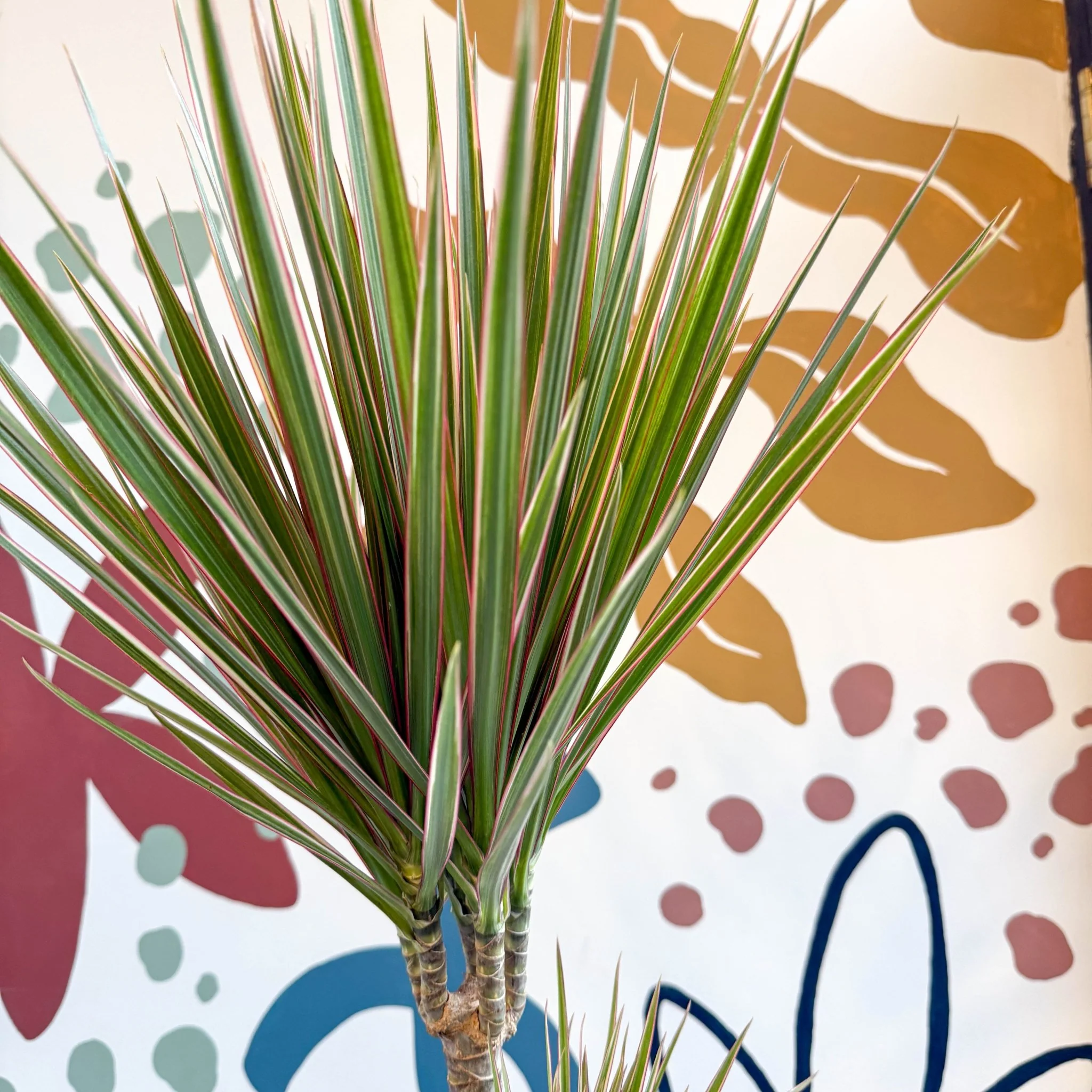 Dracaena marginata 'Bicolor' - Dragon Tree - Image 22