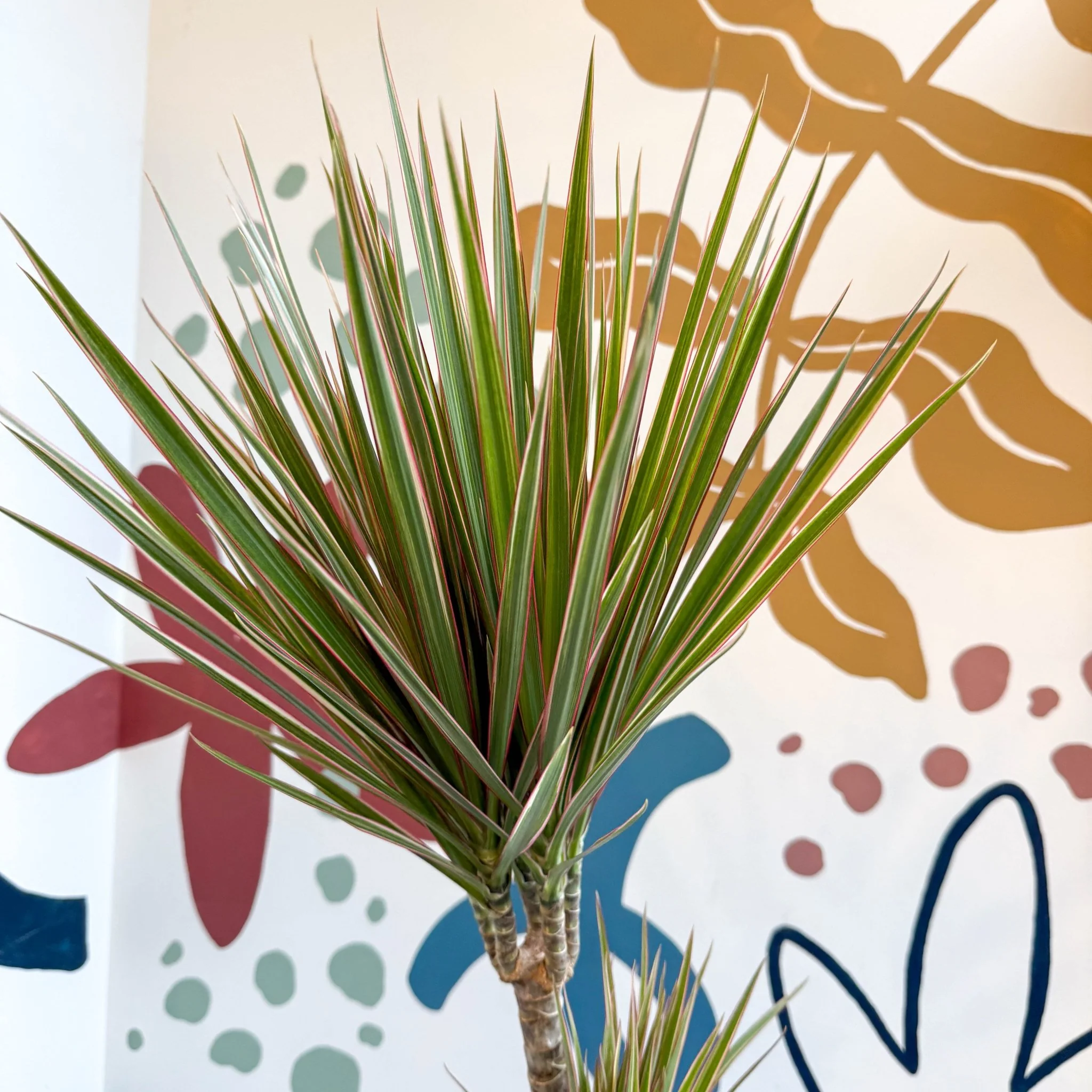 Dracaena marginata 'Bicolor' - Dragon Tree - Image 23