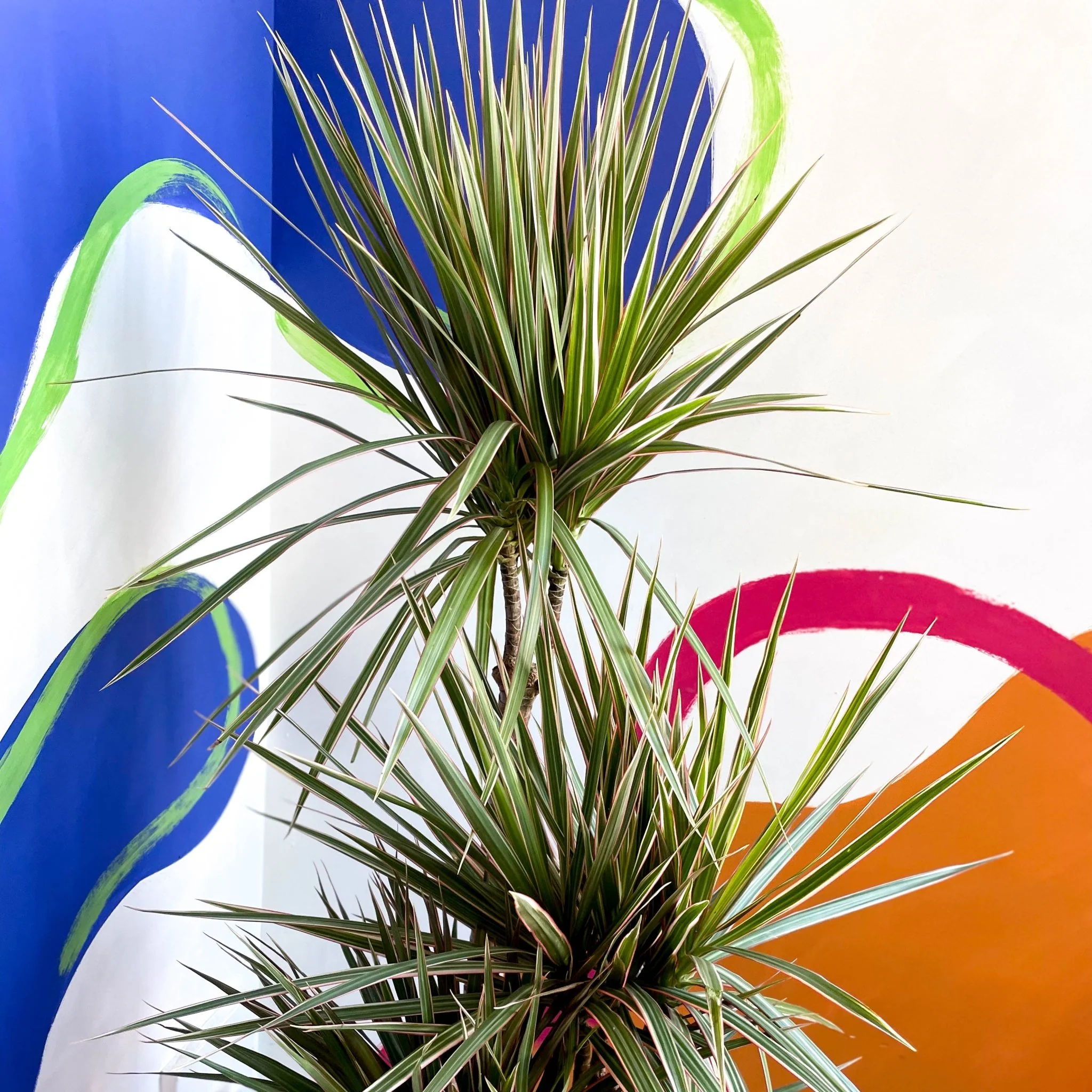 Dracaena marginata 'Bicolor' - Dragon Tree - Image 3