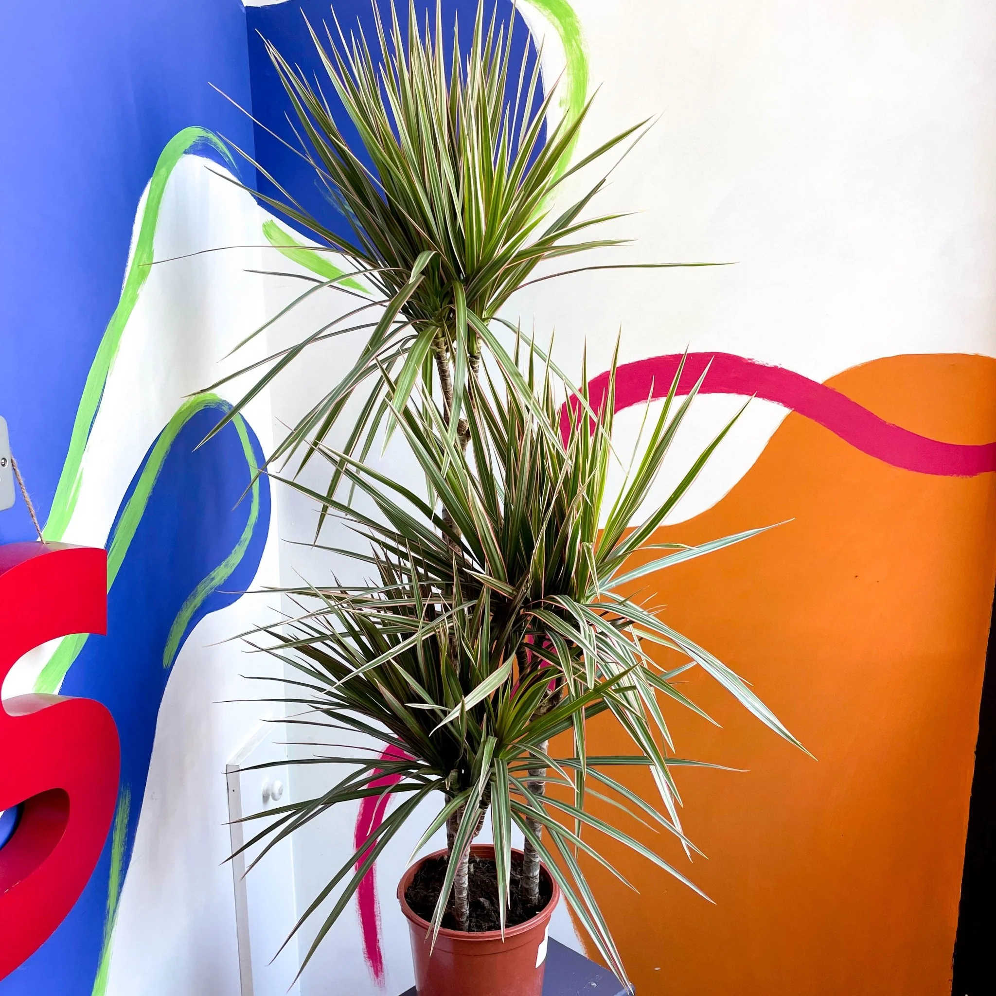 Dracaena marginata 'Bicolor' - Dragon Tree - Image 4