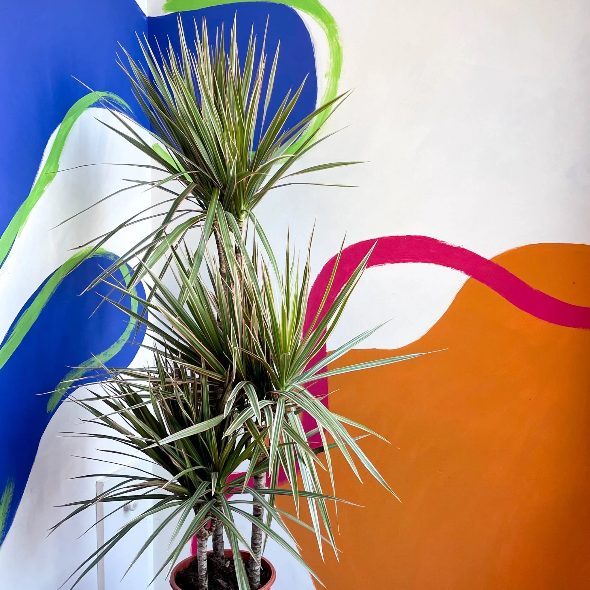 Dracaena marginata 'Bicolor' - Dragon Tree - Image 5