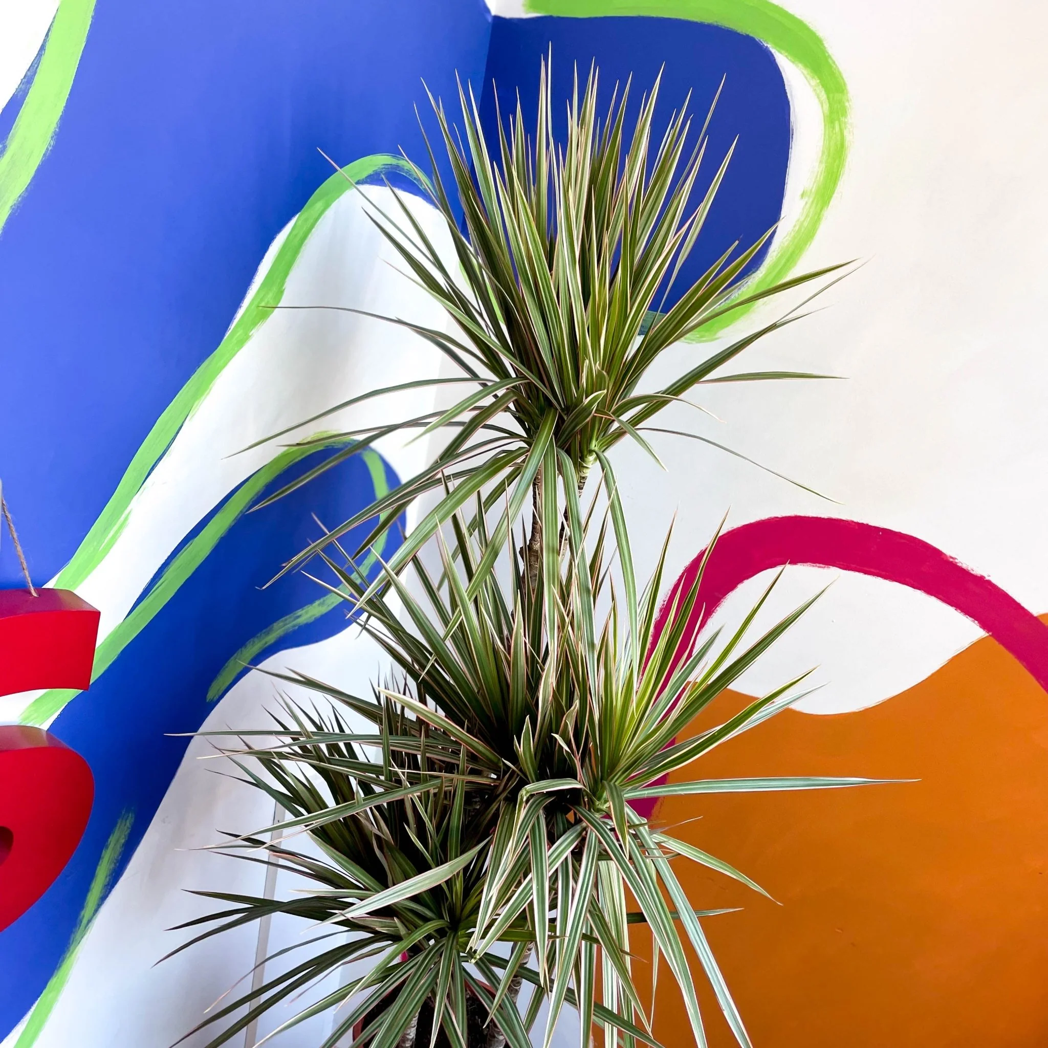 Dracaena marginata 'Bicolor' - Dragon Tree - Image 6