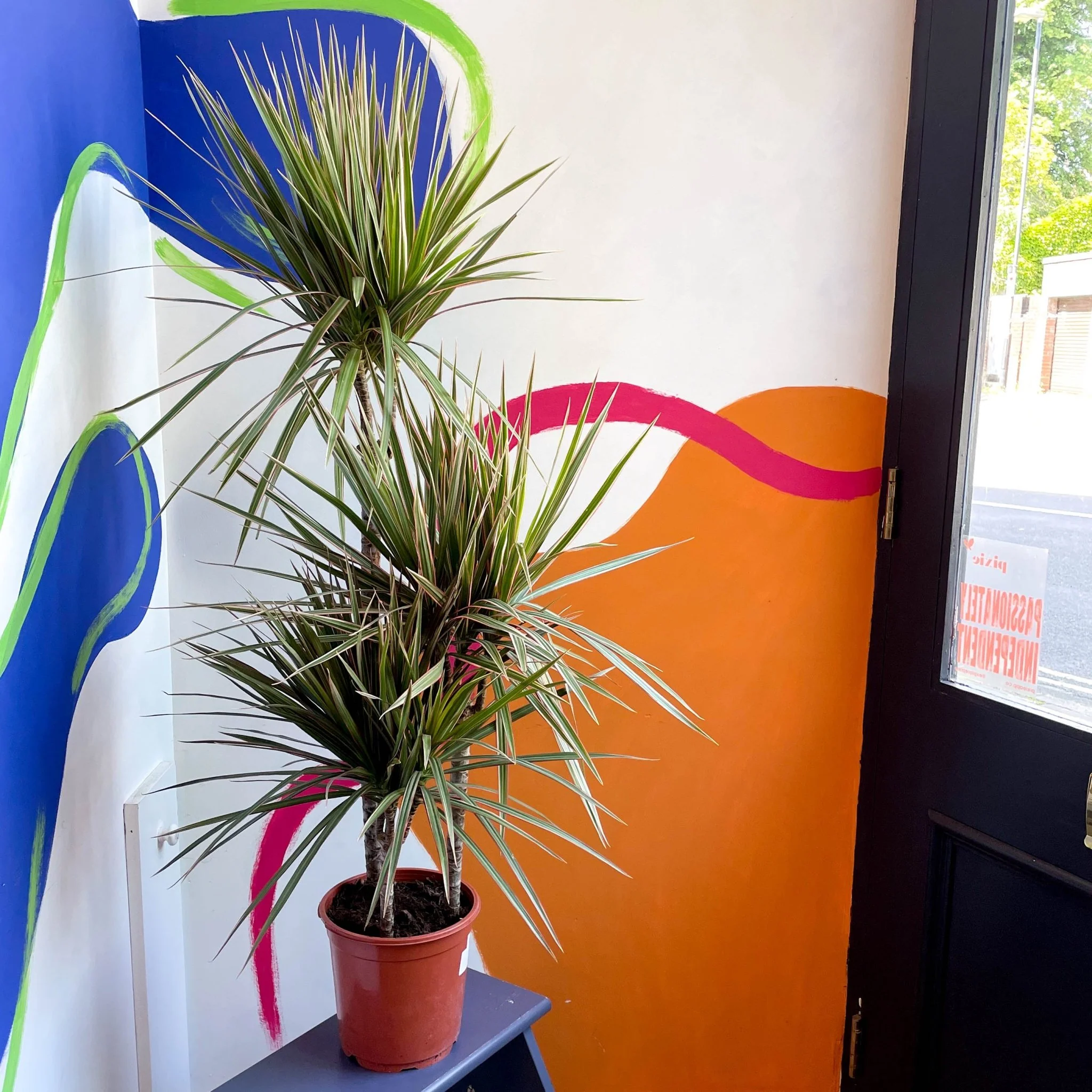 Dracaena marginata 'Bicolor' - Dragon Tree - Image 7