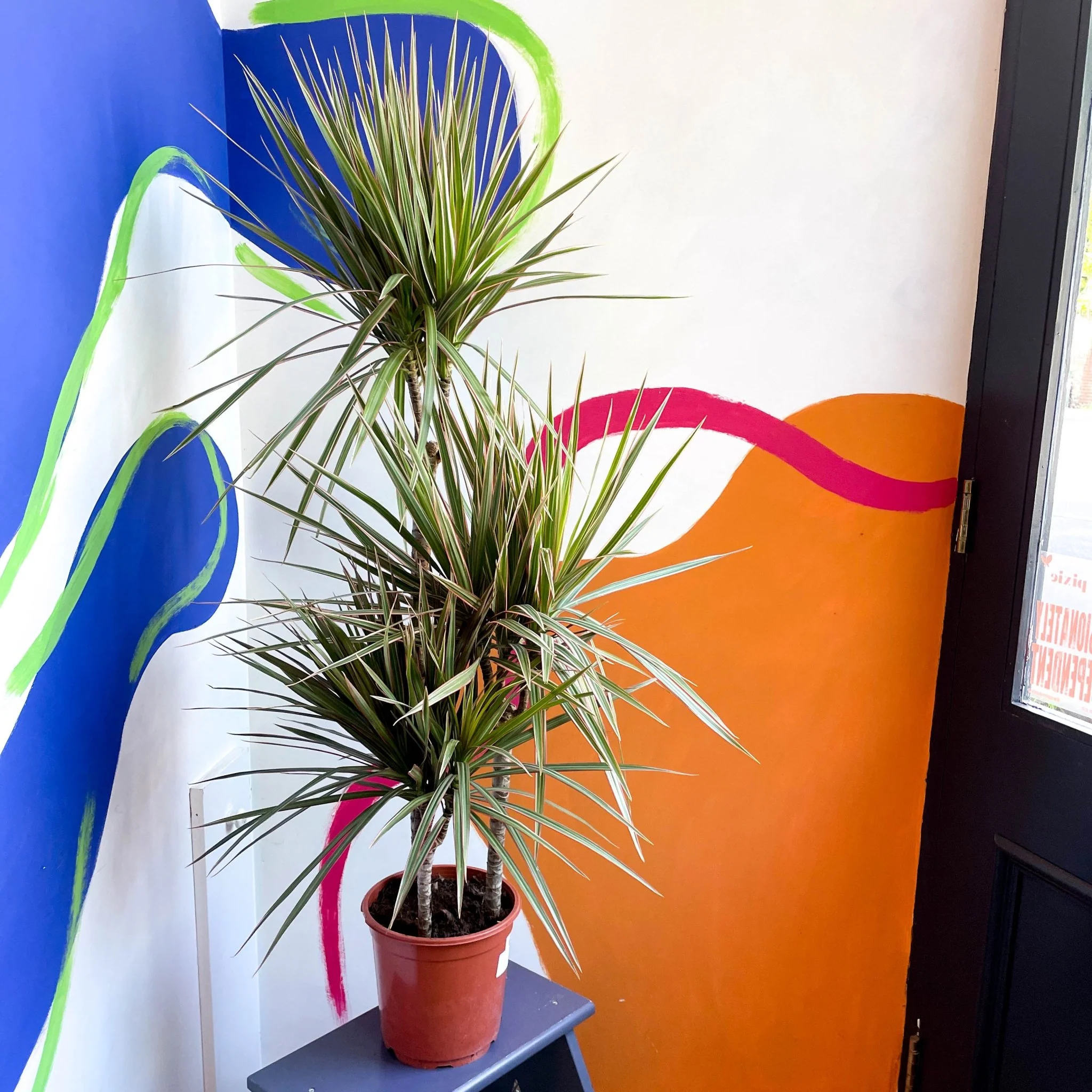 Dracaena marginata 'Bicolor' - Dragon Tree - Image 8