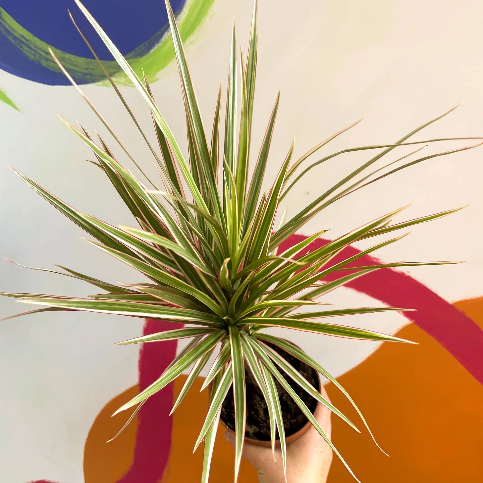 Dracaena marginata 'Bicolor' - Dragon Tree - Image 9