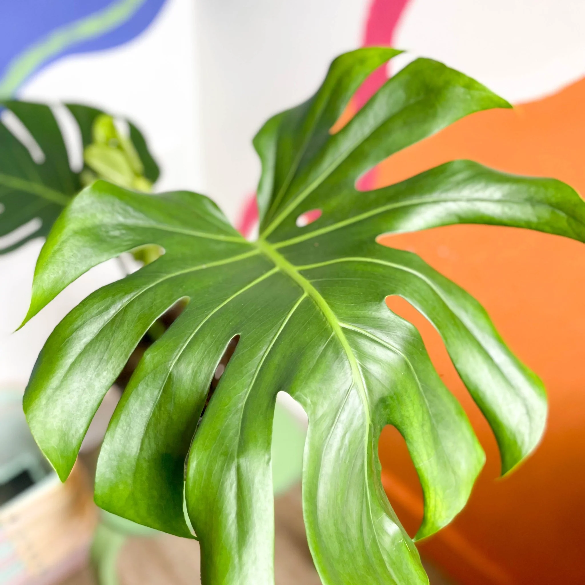 Monstera deliciosa - Large Form Cheese Plant - Image 10
