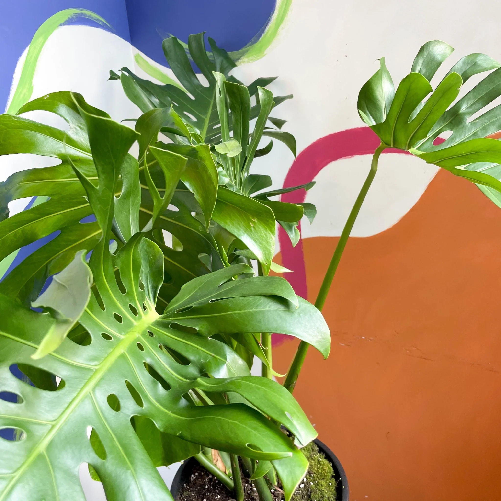 Monstera deliciosa - Large Form Cheese Plant - Image 5