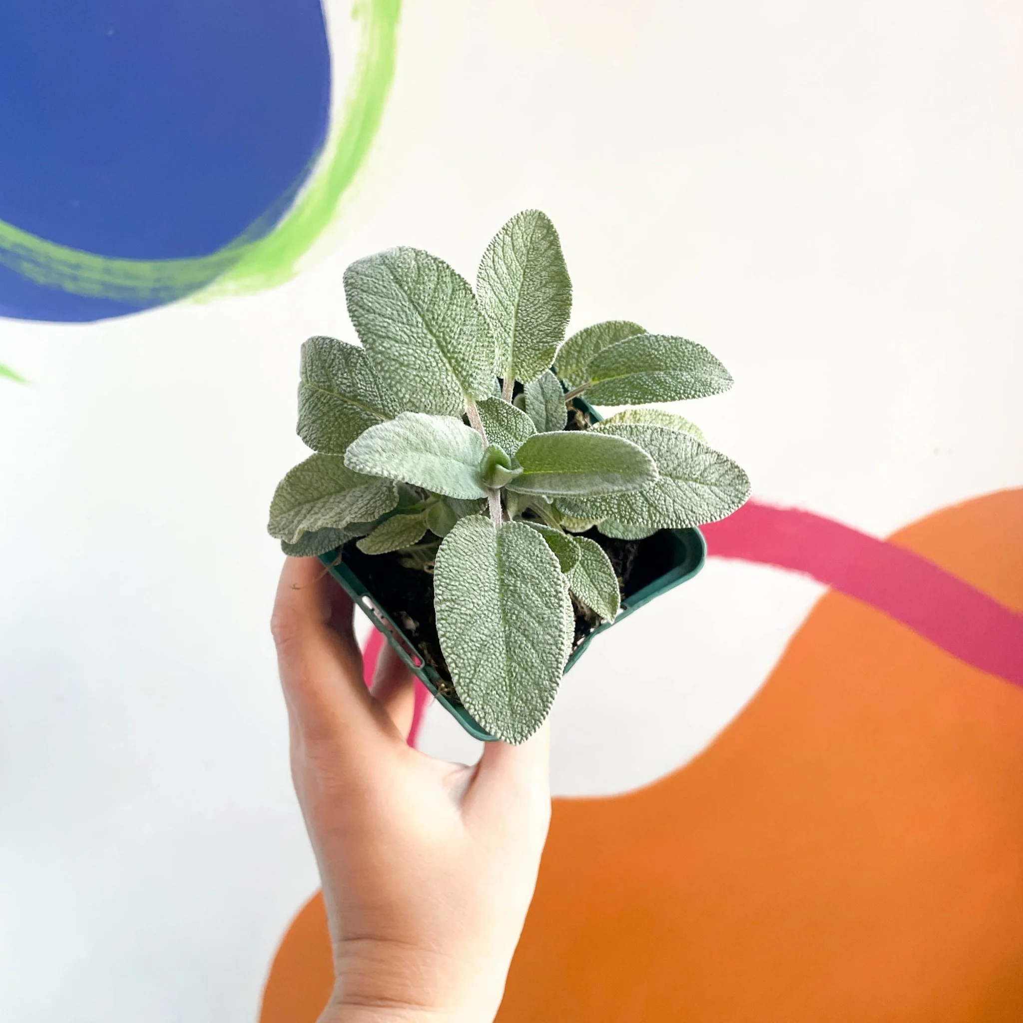 Large Leaved Sage - Salvia officinalis 'Maxima' - Cotswolds Grown Culinary Herbs