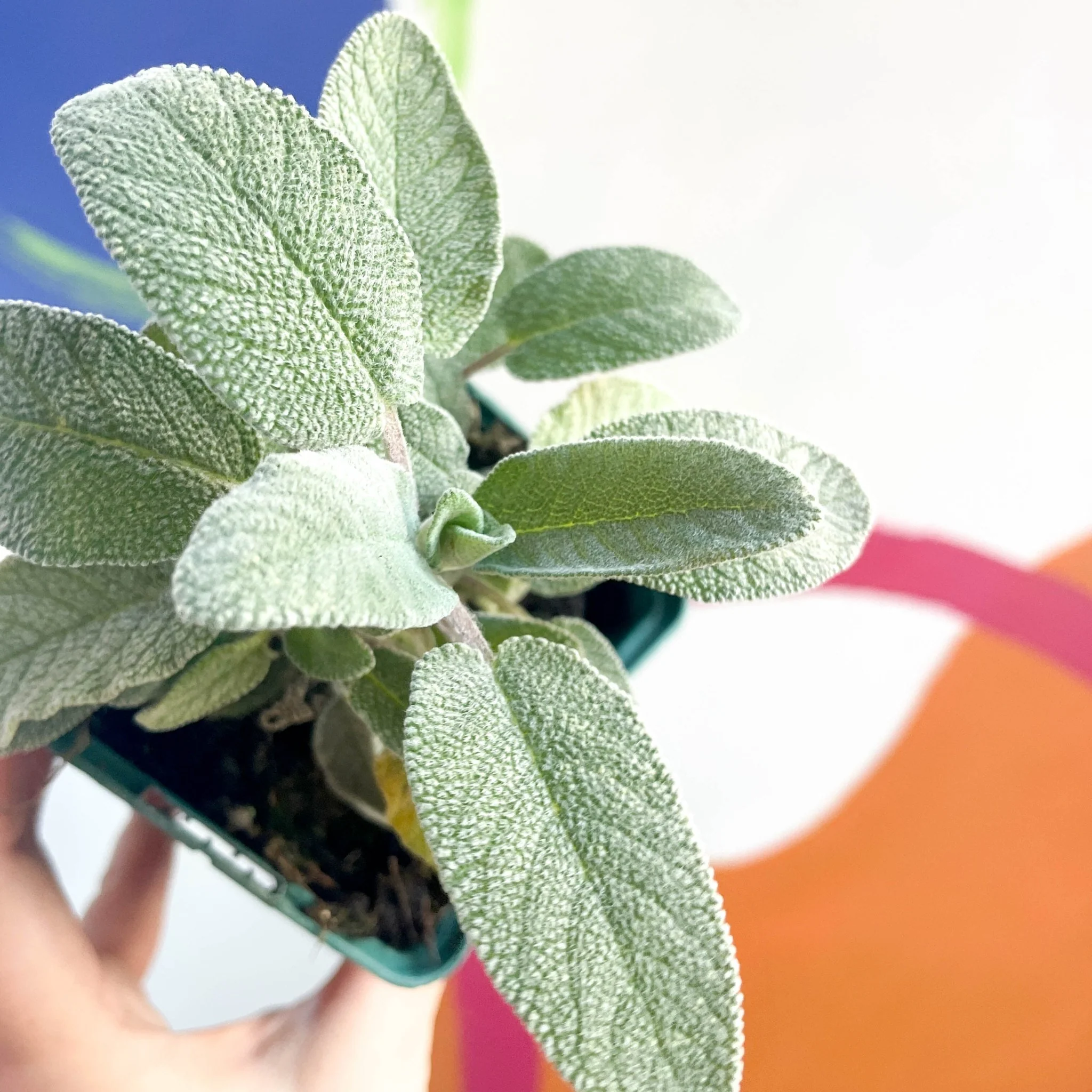 Large Leaved Sage - Salvia officinalis 'Maxima' - Cotswolds Grown Culinary Herbs - Image 3