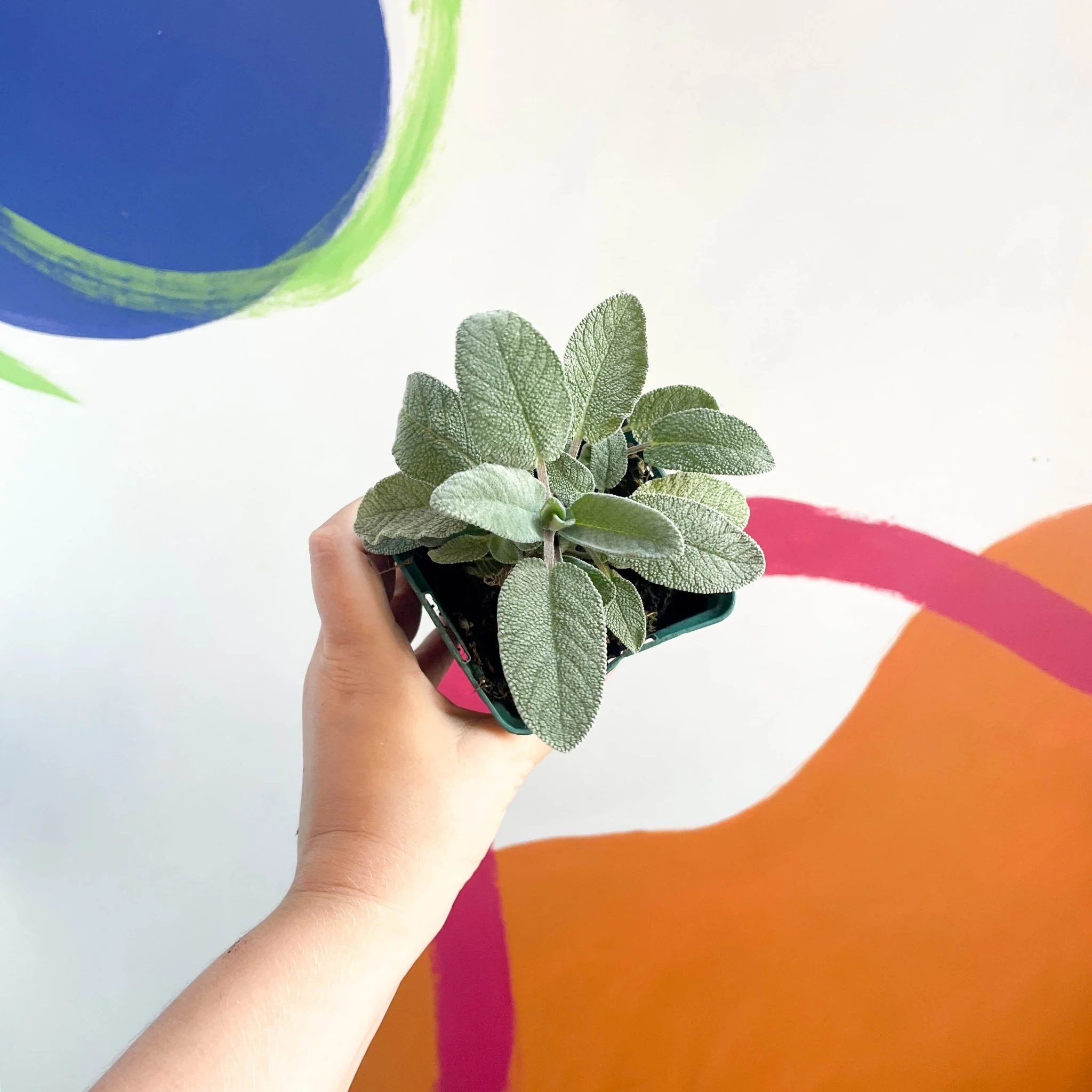Large Leaved Sage - Salvia officinalis 'Maxima' - Cotswolds Grown Culinary Herbs - Image 4
