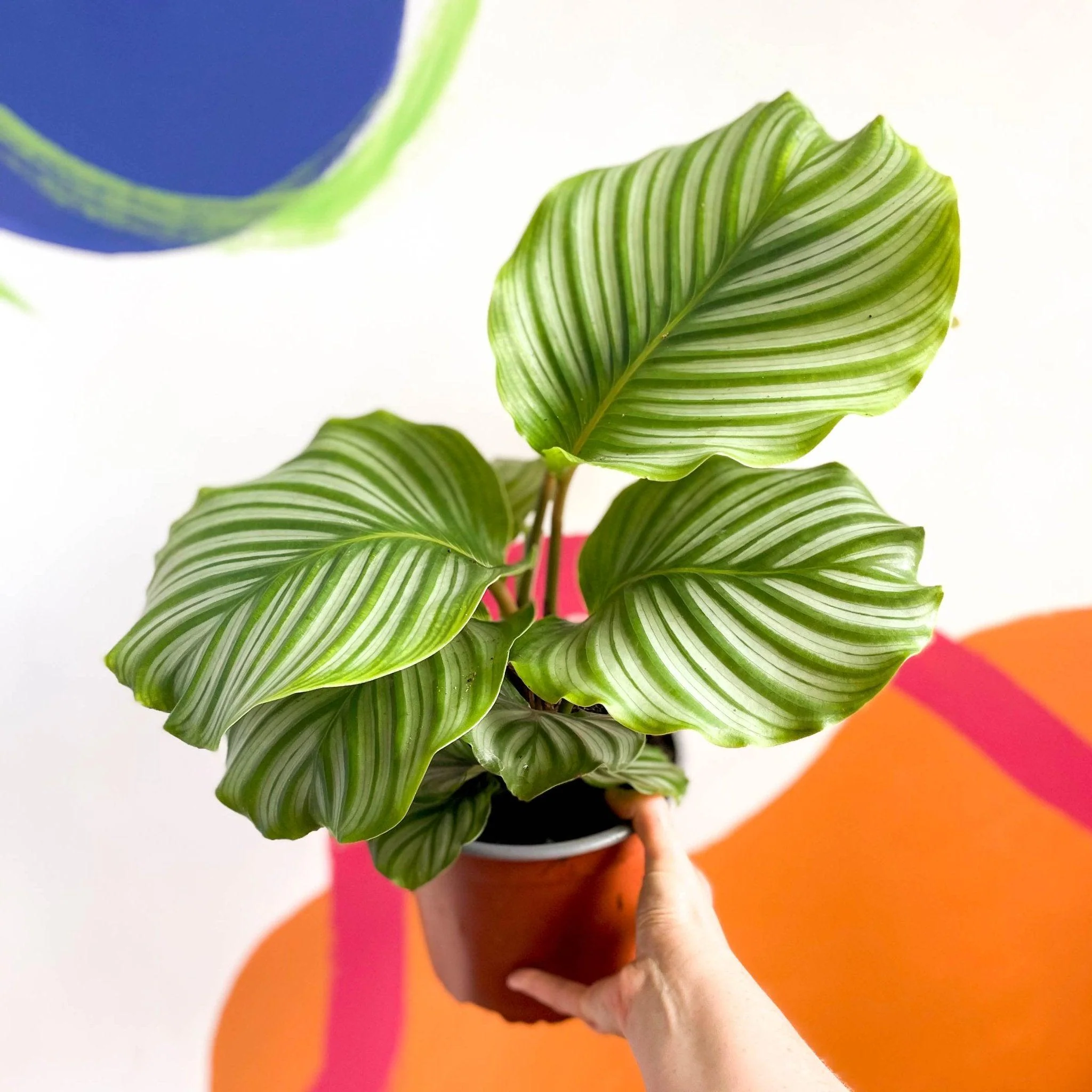 Calathea orbifolia - Image 3