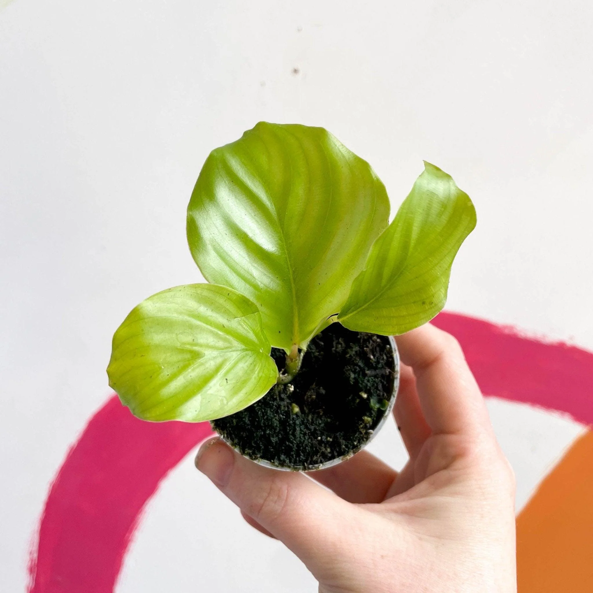 Calathea orbifolia - Image 4