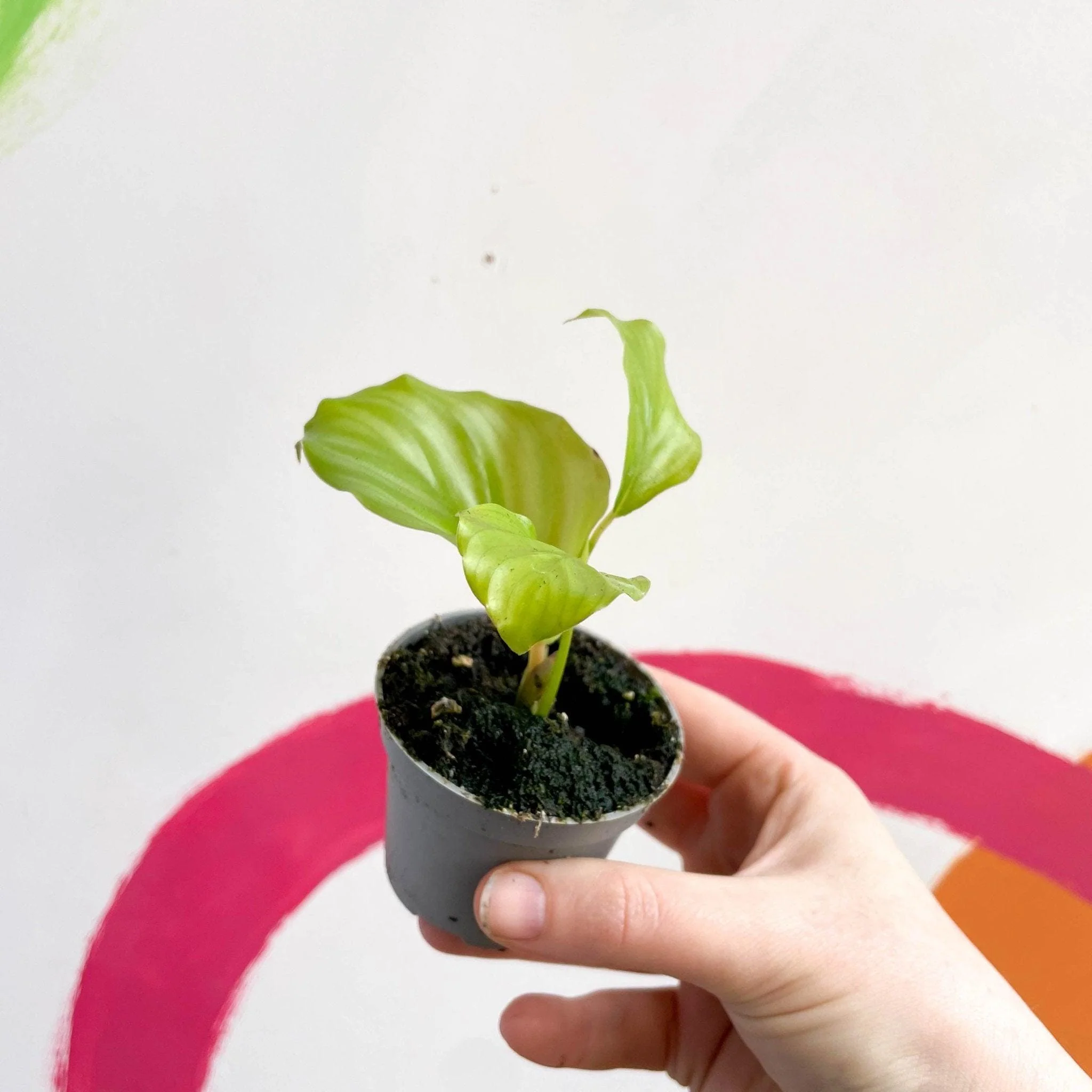 Calathea orbifolia - Image 5