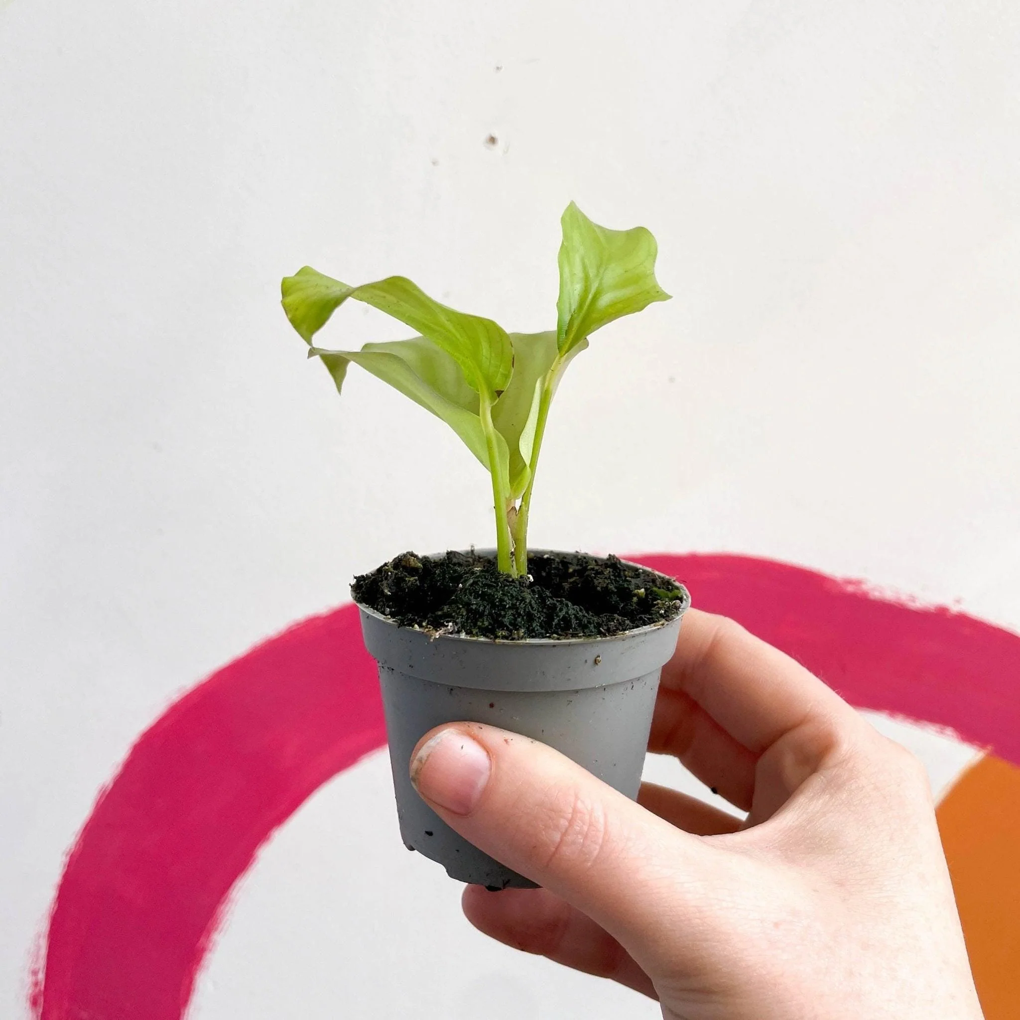 Calathea orbifolia - Image 6