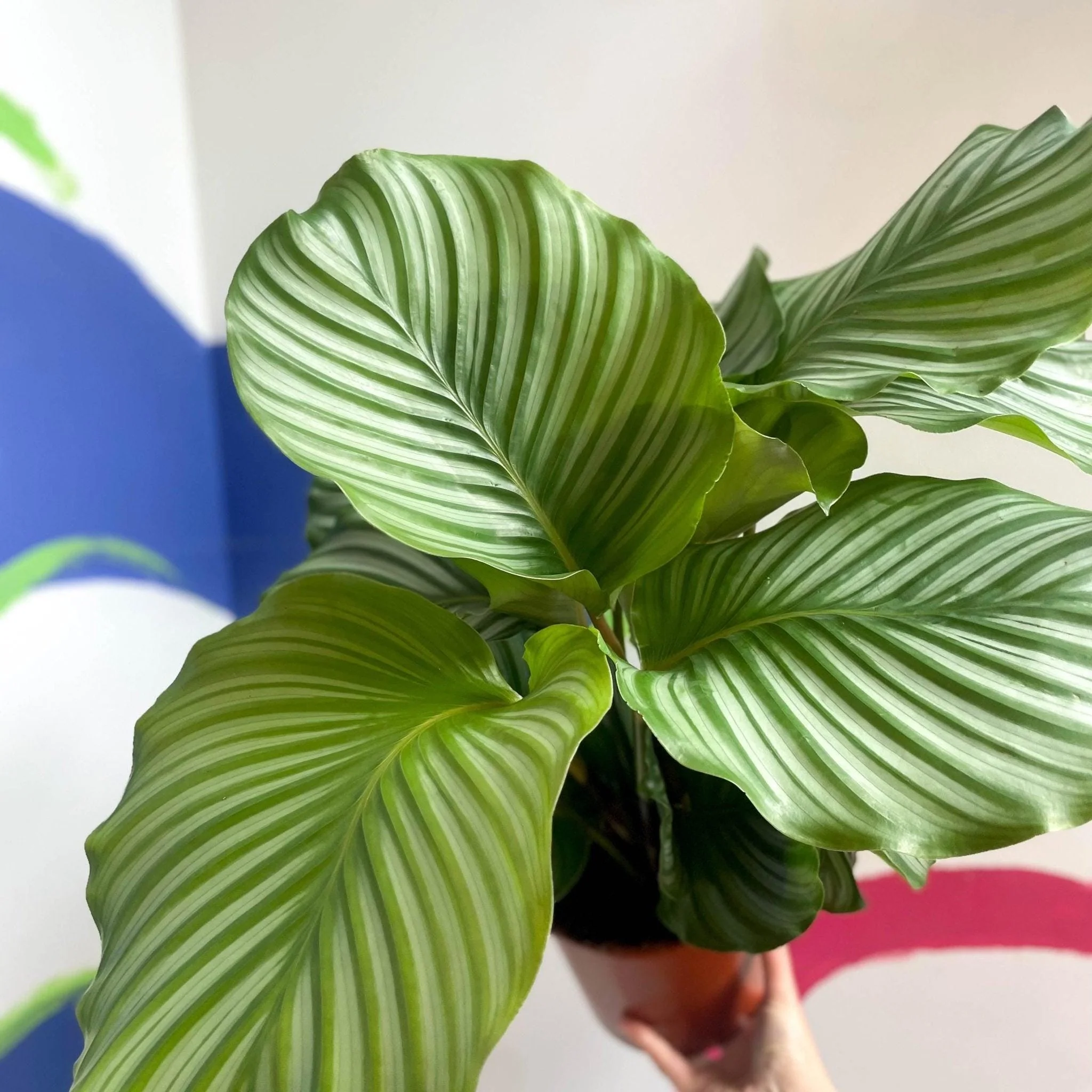 Calathea orbifolia - Image 7