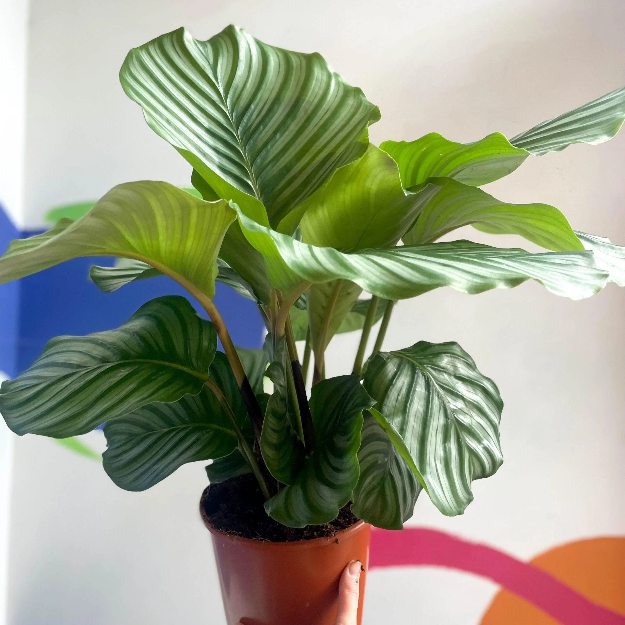 Calathea orbifolia - Image 8